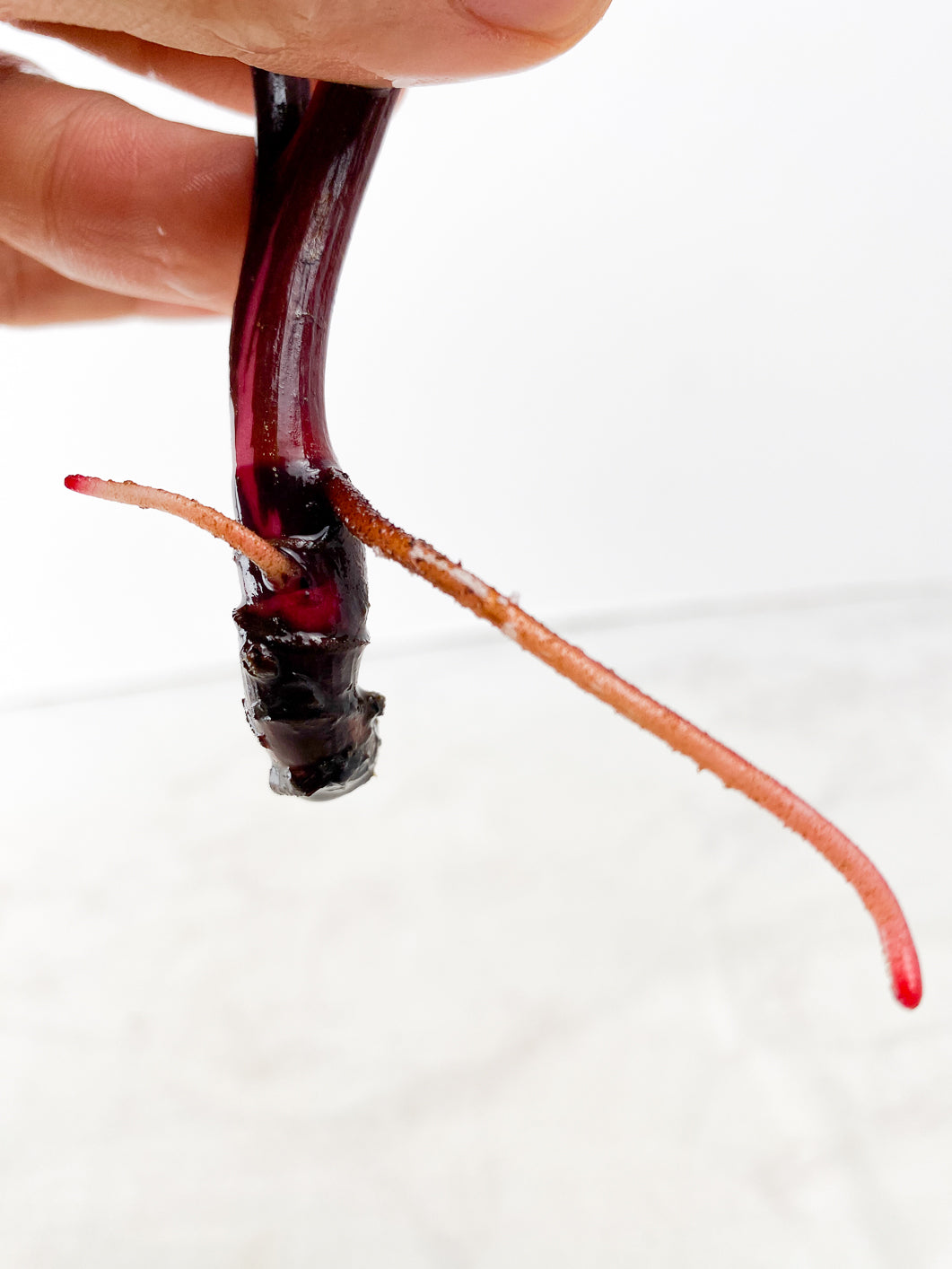 Philodendron red Anderson 2 leaves Top Cutting Rooting