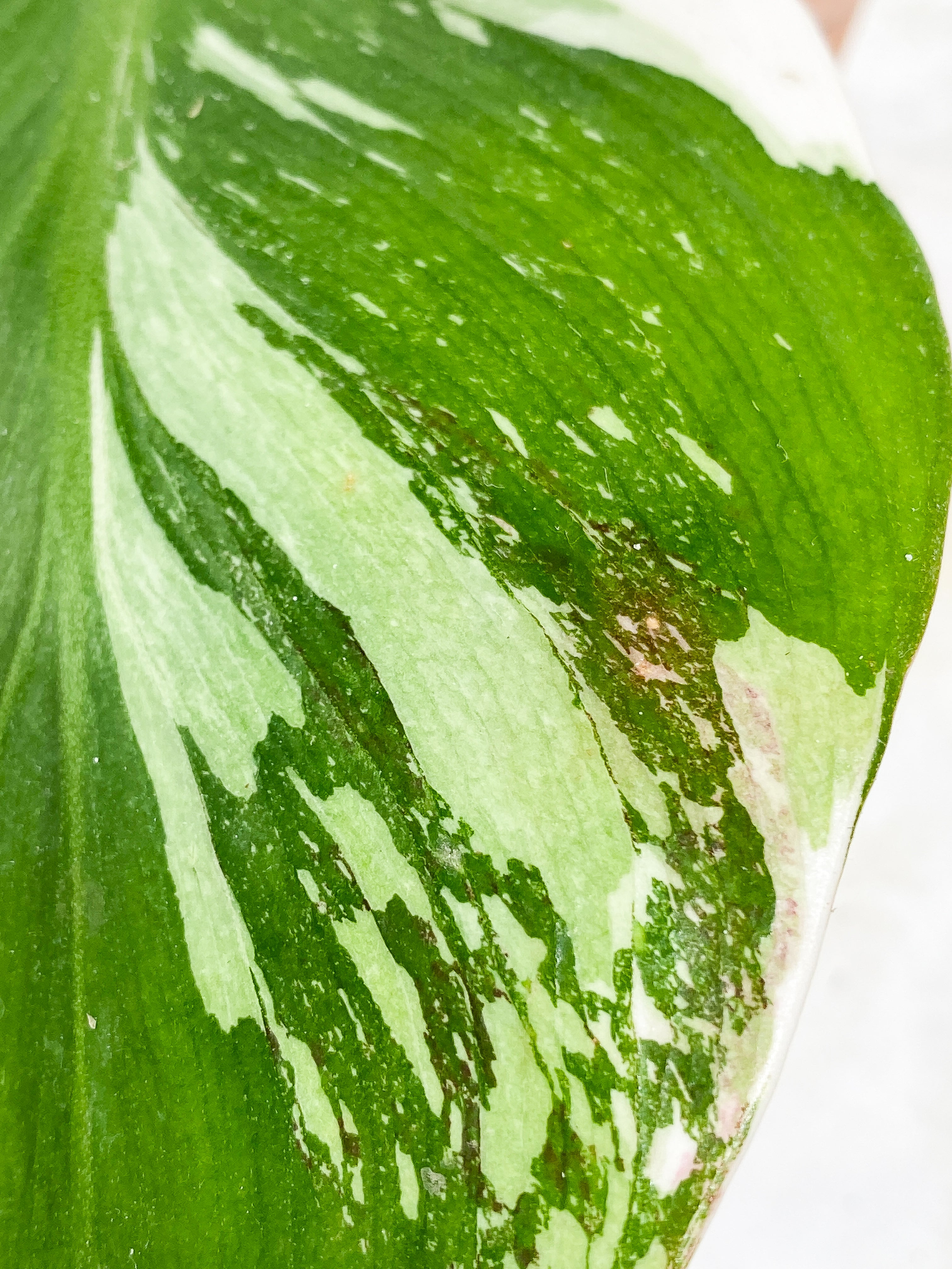 Philodendron White Knight tricolor 1 leaf 1 sprout Rooted