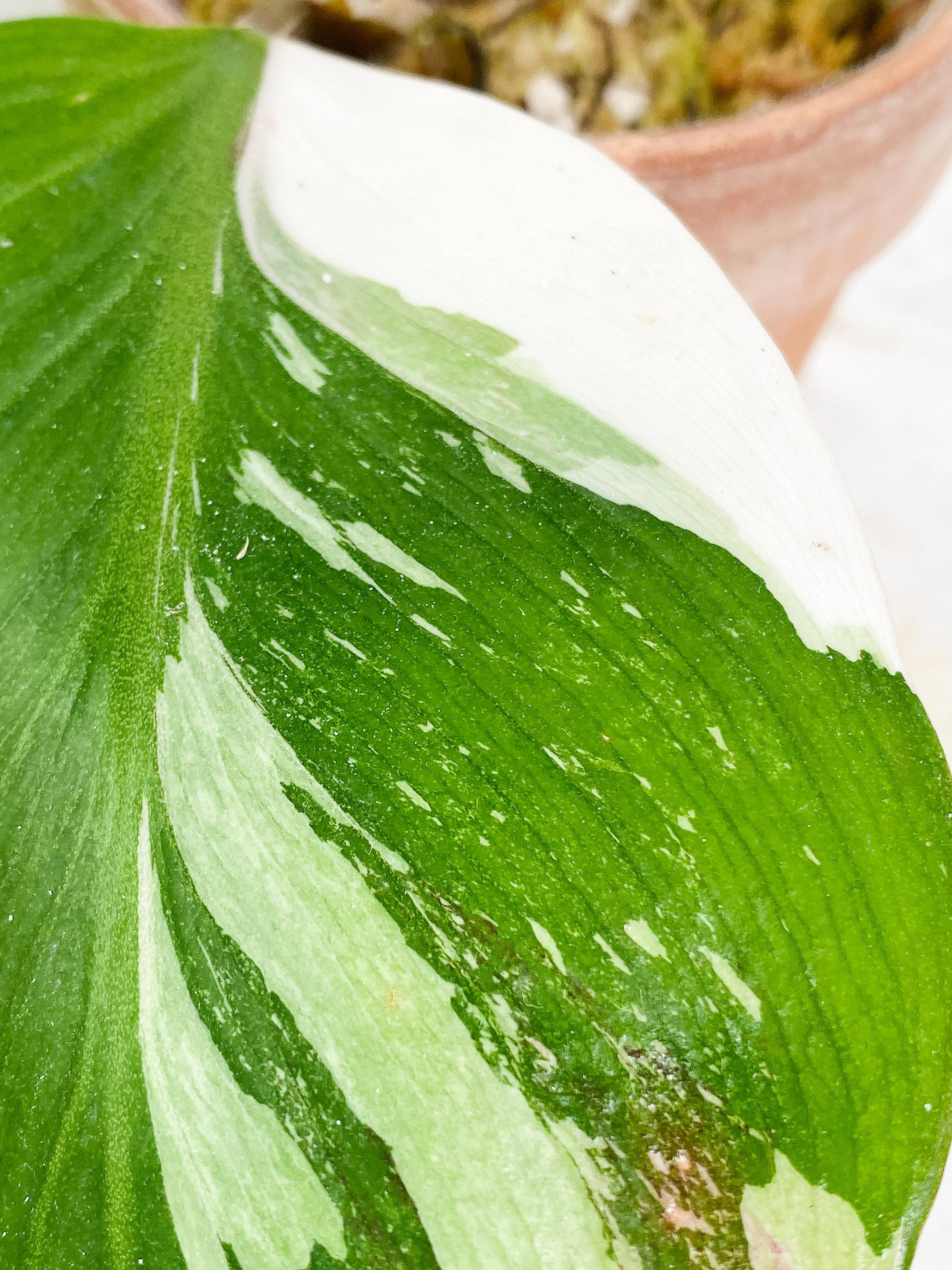 Philodendron White Knight tricolor 1 leaf 1 sprout Rooted