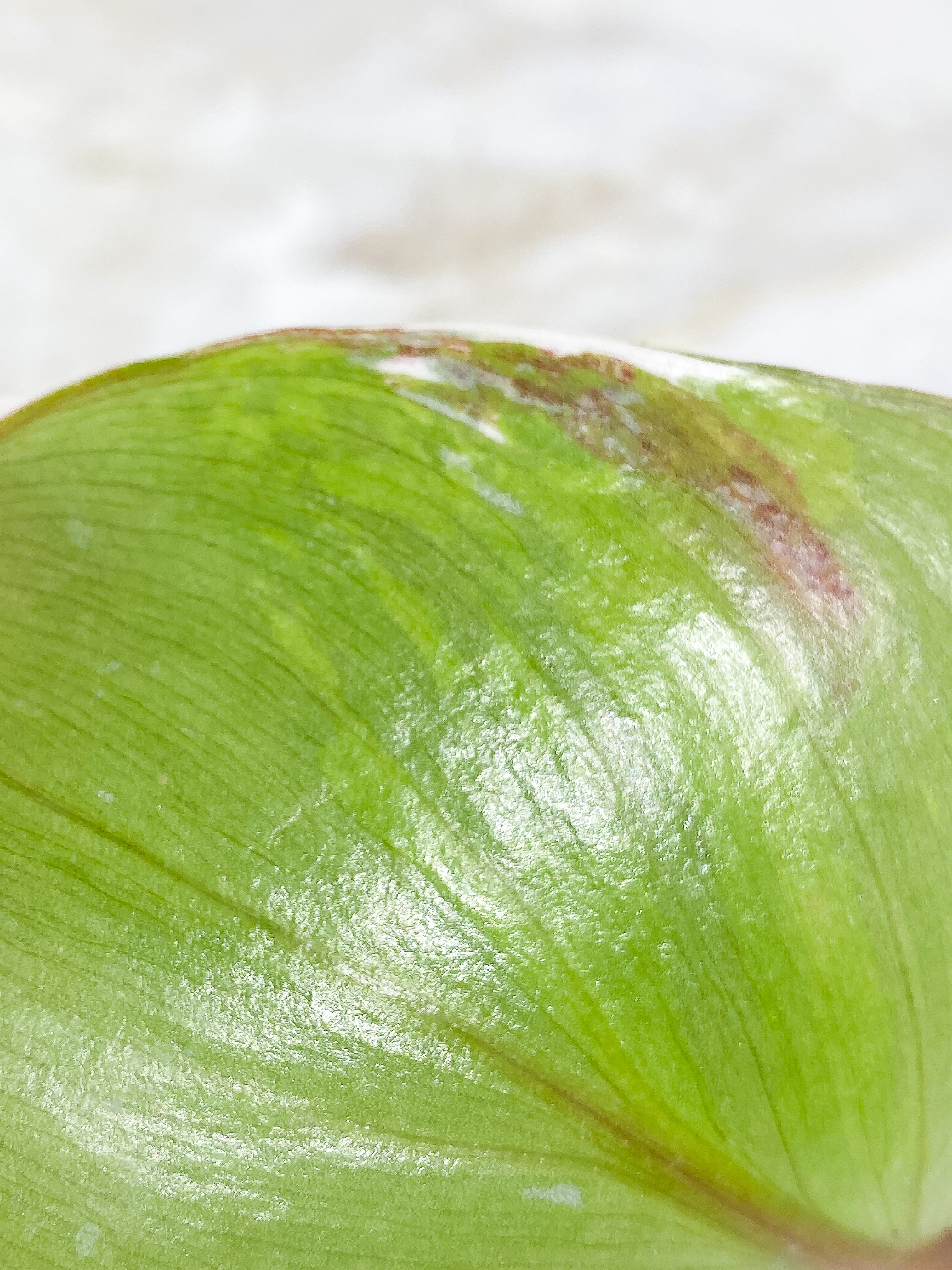 Philodendron White Knight tricolor 1 leaf 1 sprout Rooted