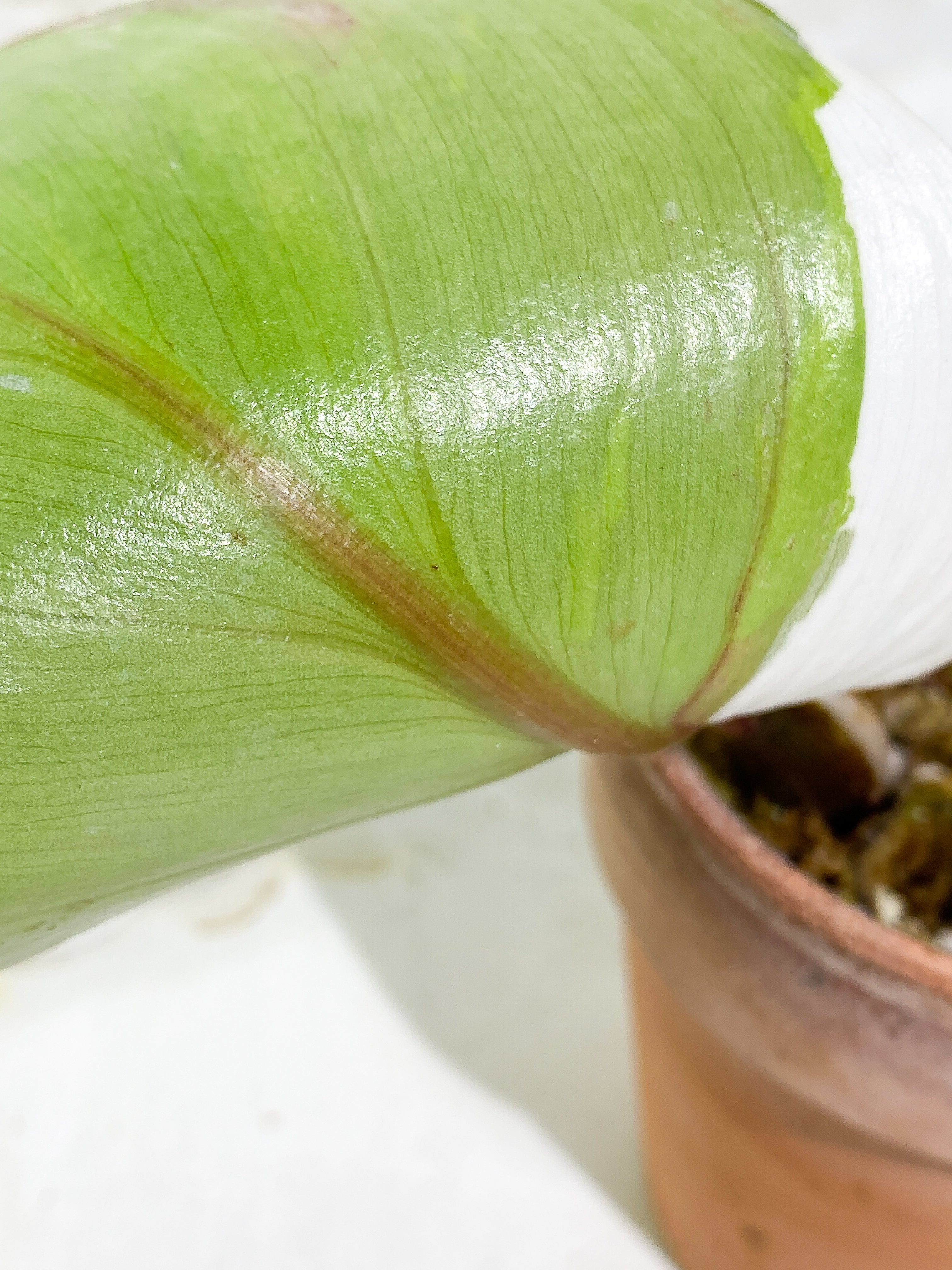Philodendron White Knight tricolor 1 leaf 1 sprout Rooted