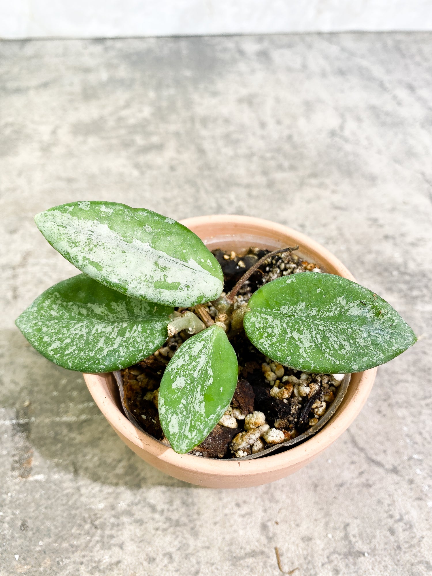 Hoya Wilbur Graves Russian 4 leaves fully rooted