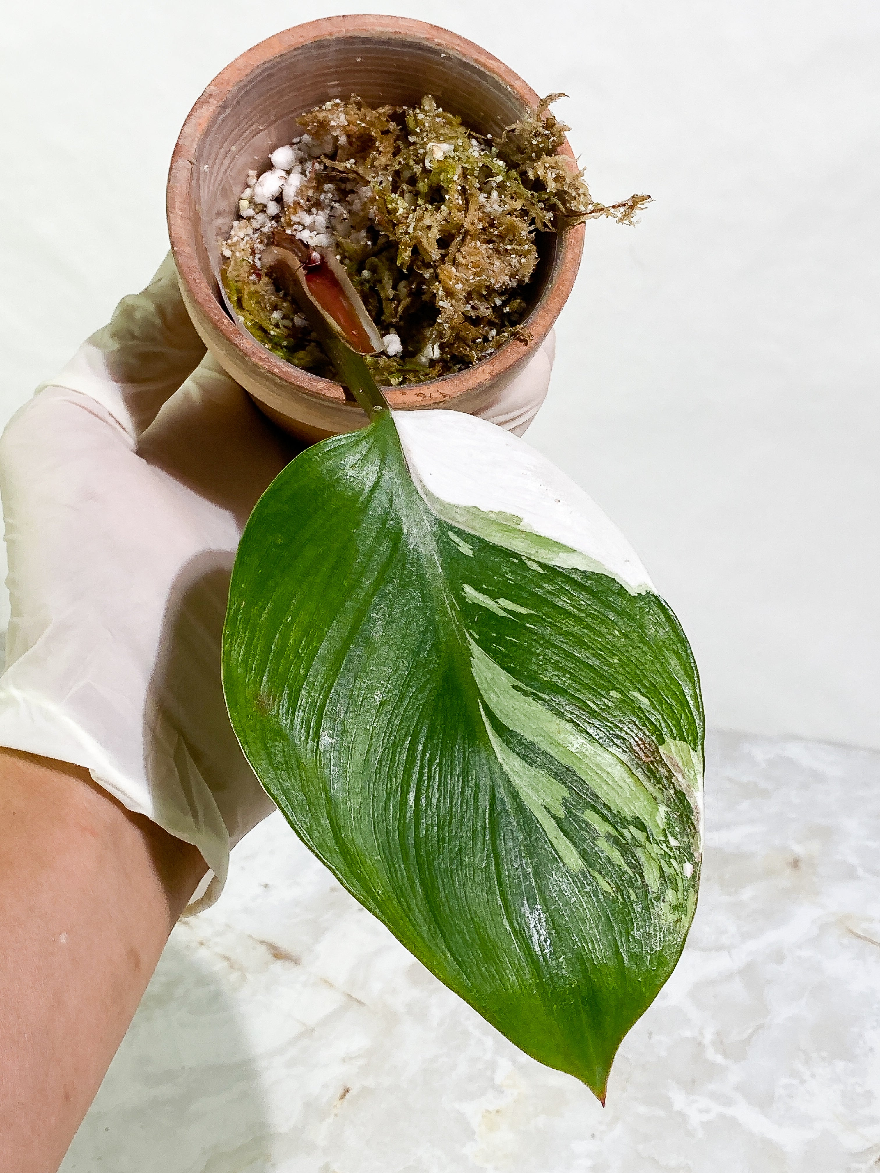 Philodendron White Knight tricolor 1 leaf 1 sprout Rooted