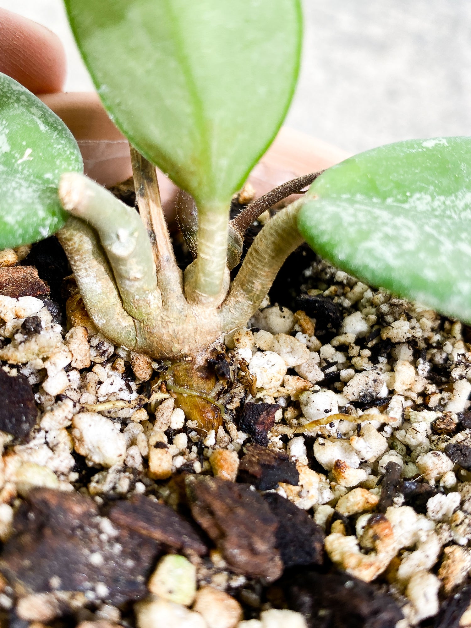 Hoya Wilbur Graves Russian 4 leaves fully rooted