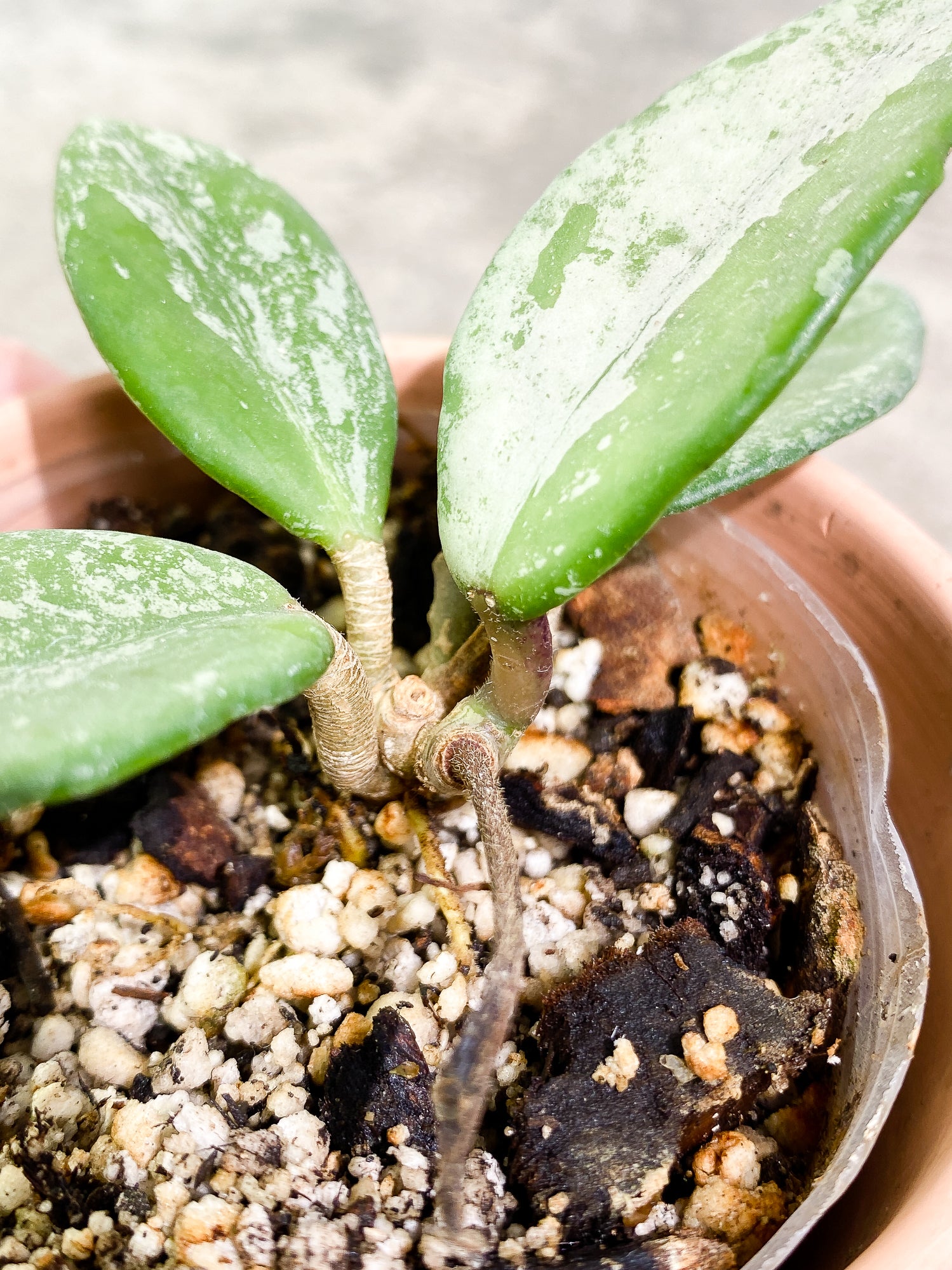 Hoya Wilbur Graves Russian 4 leaves fully rooted