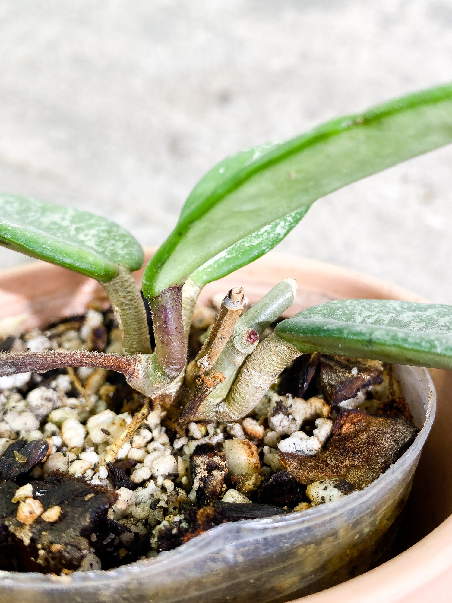 Hoya Wilbur Graves Russian 4 leaves fully rooted