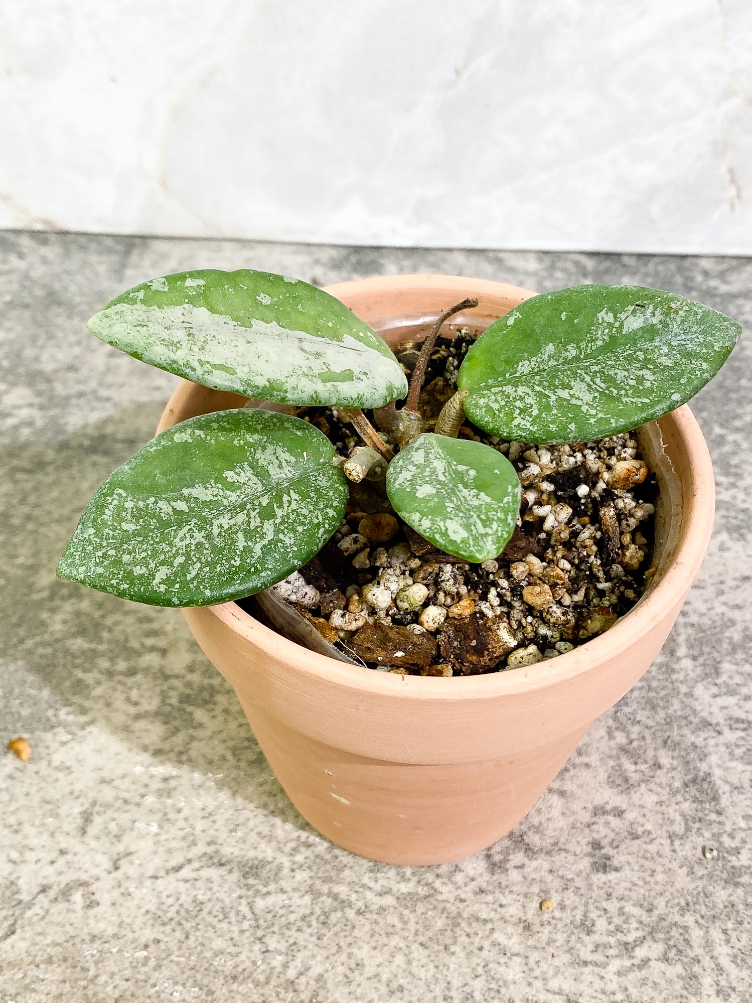 Hoya Wilbur Graves Russian 4 leaves fully rooted
