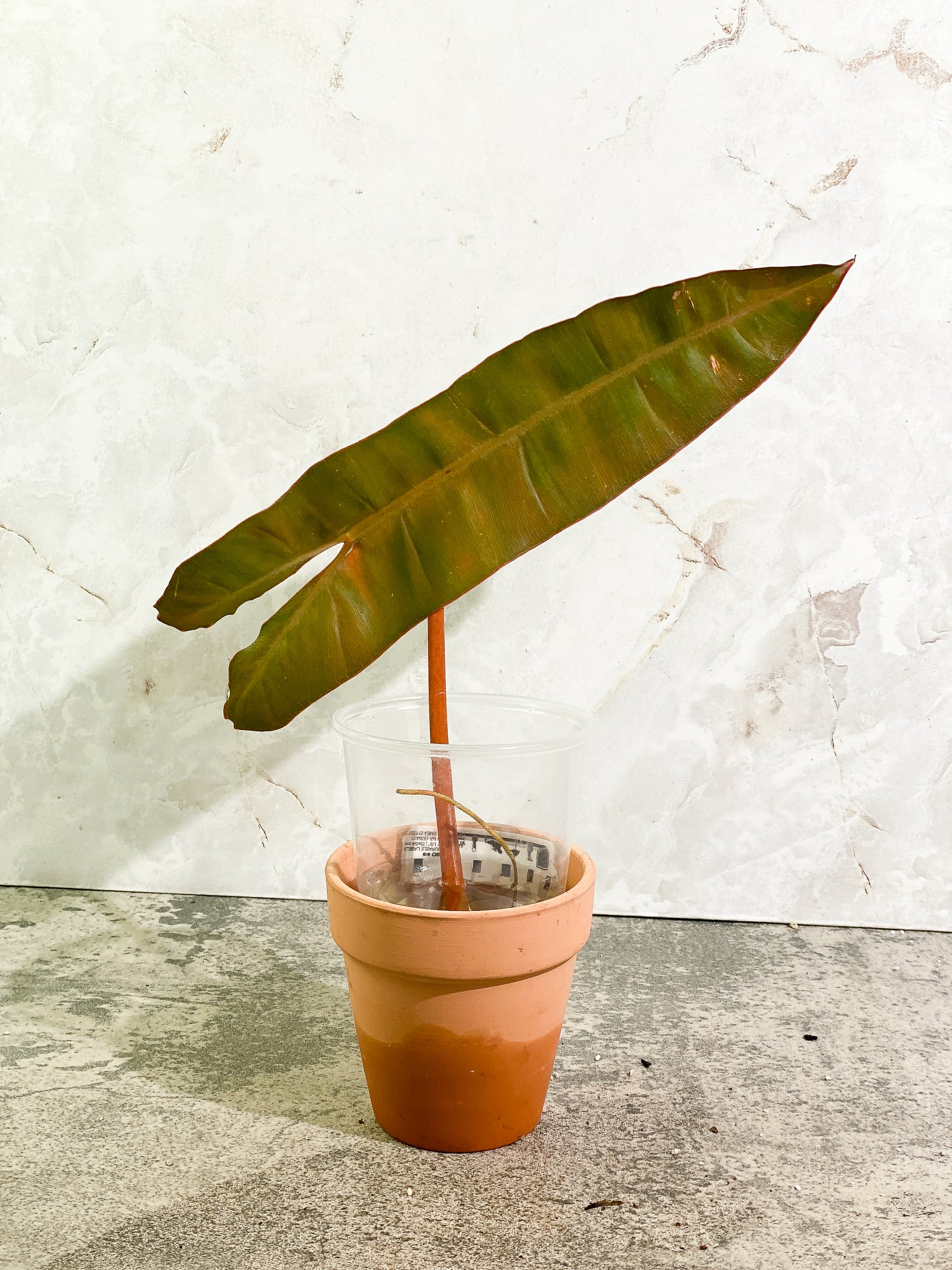 Philodendron Billitiae, 1 11in leaf, 1 sprout rooting