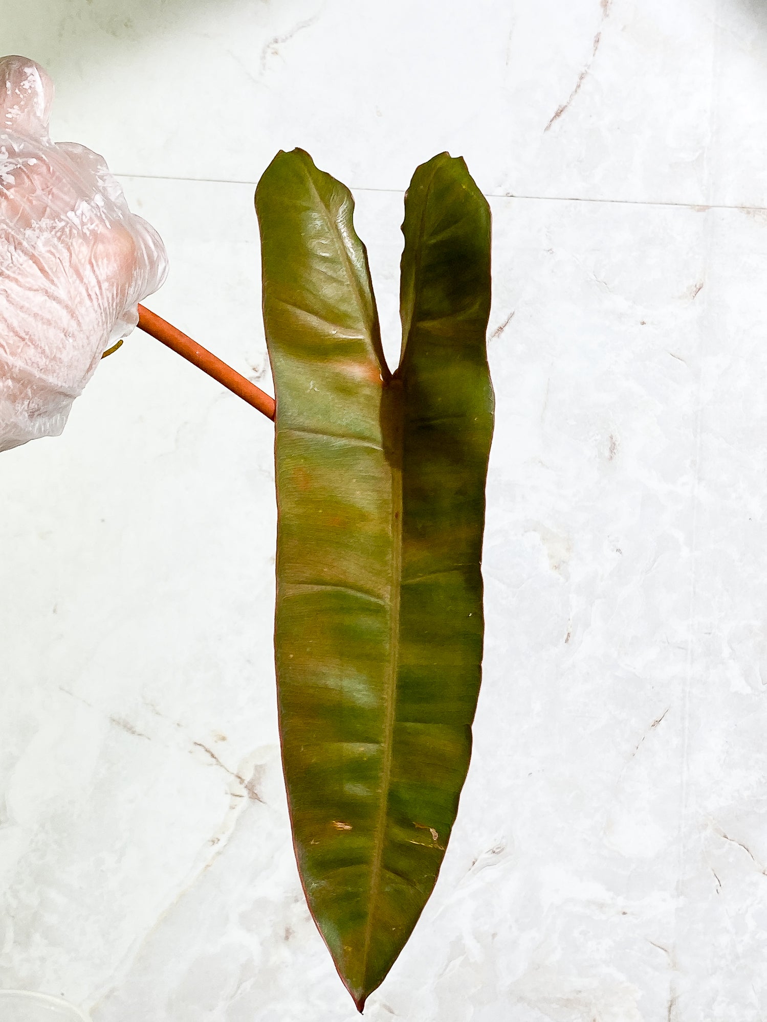 Philodendron Billitiae, 1 11in leaf, 1 sprout rooting