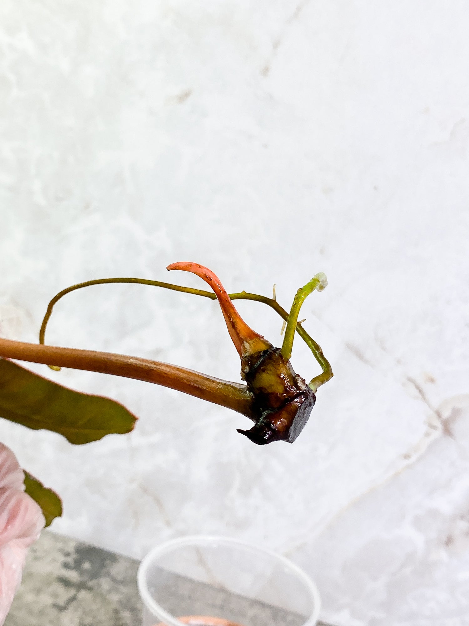 Philodendron Billitiae, 1 11in leaf, 1 sprout rooting