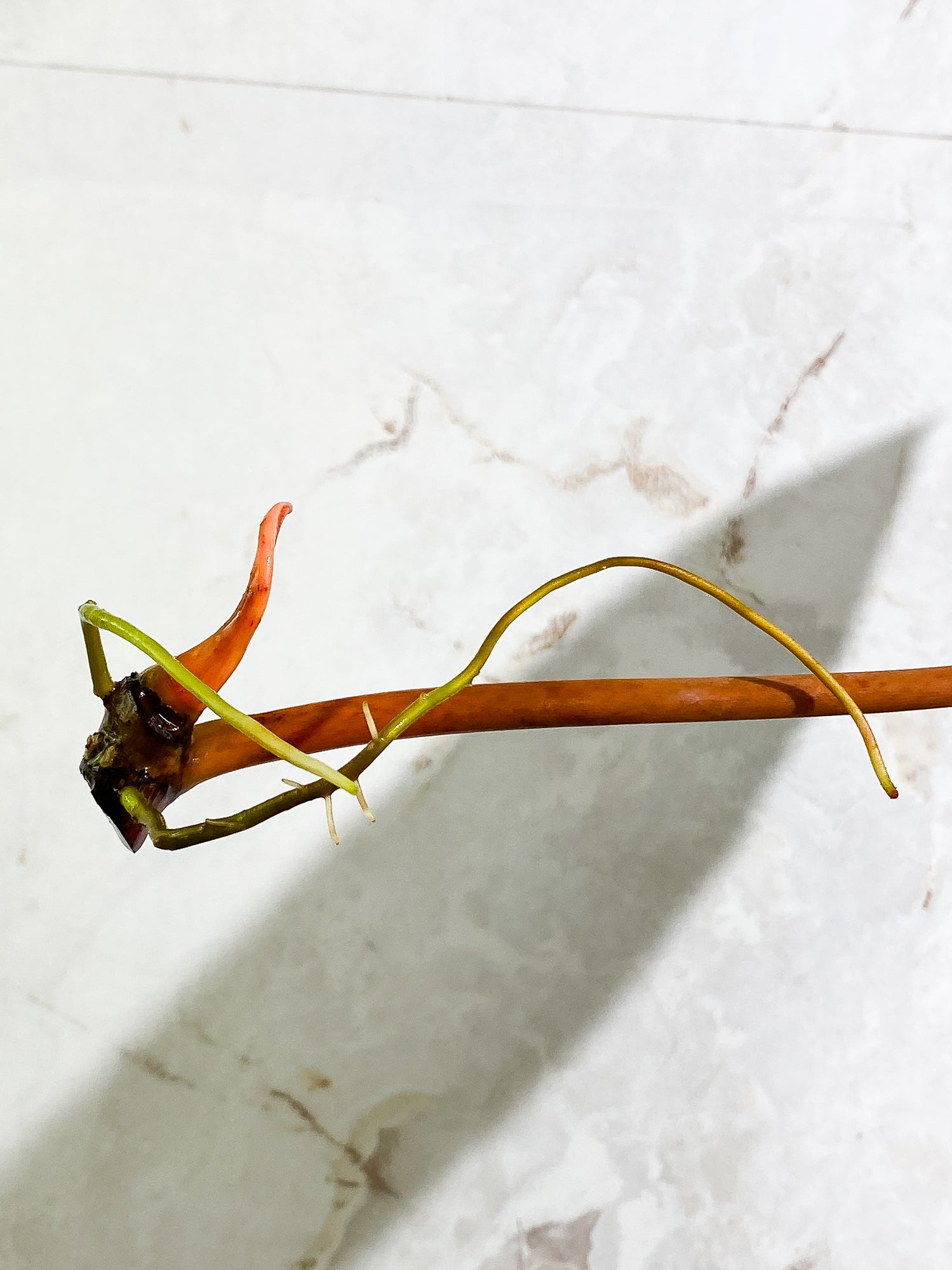 Philodendron Billitiae, 1 11in leaf, 1 sprout rooting