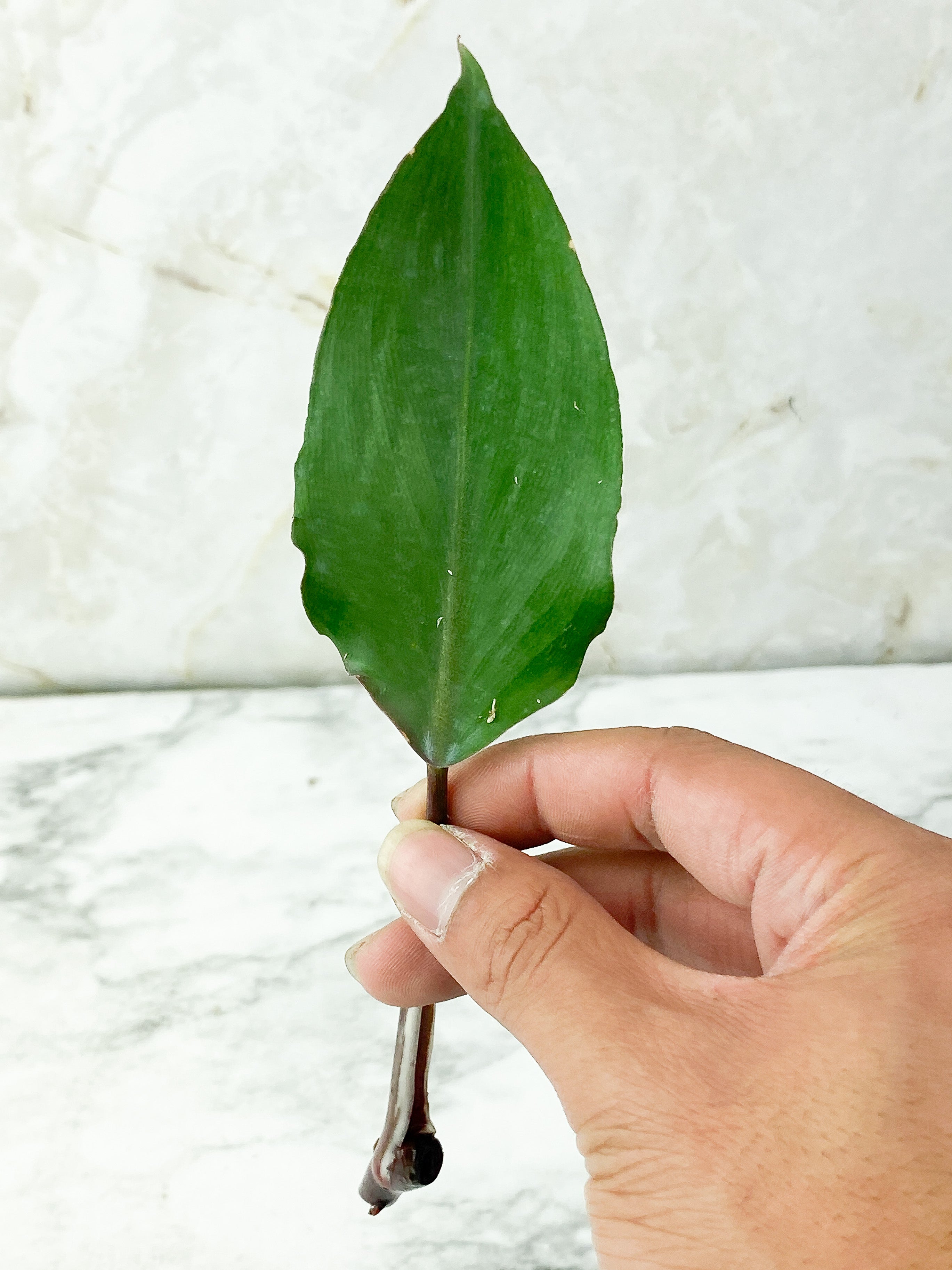 Reserved: Philodendron White Knight Slightly Unrooted Cutting