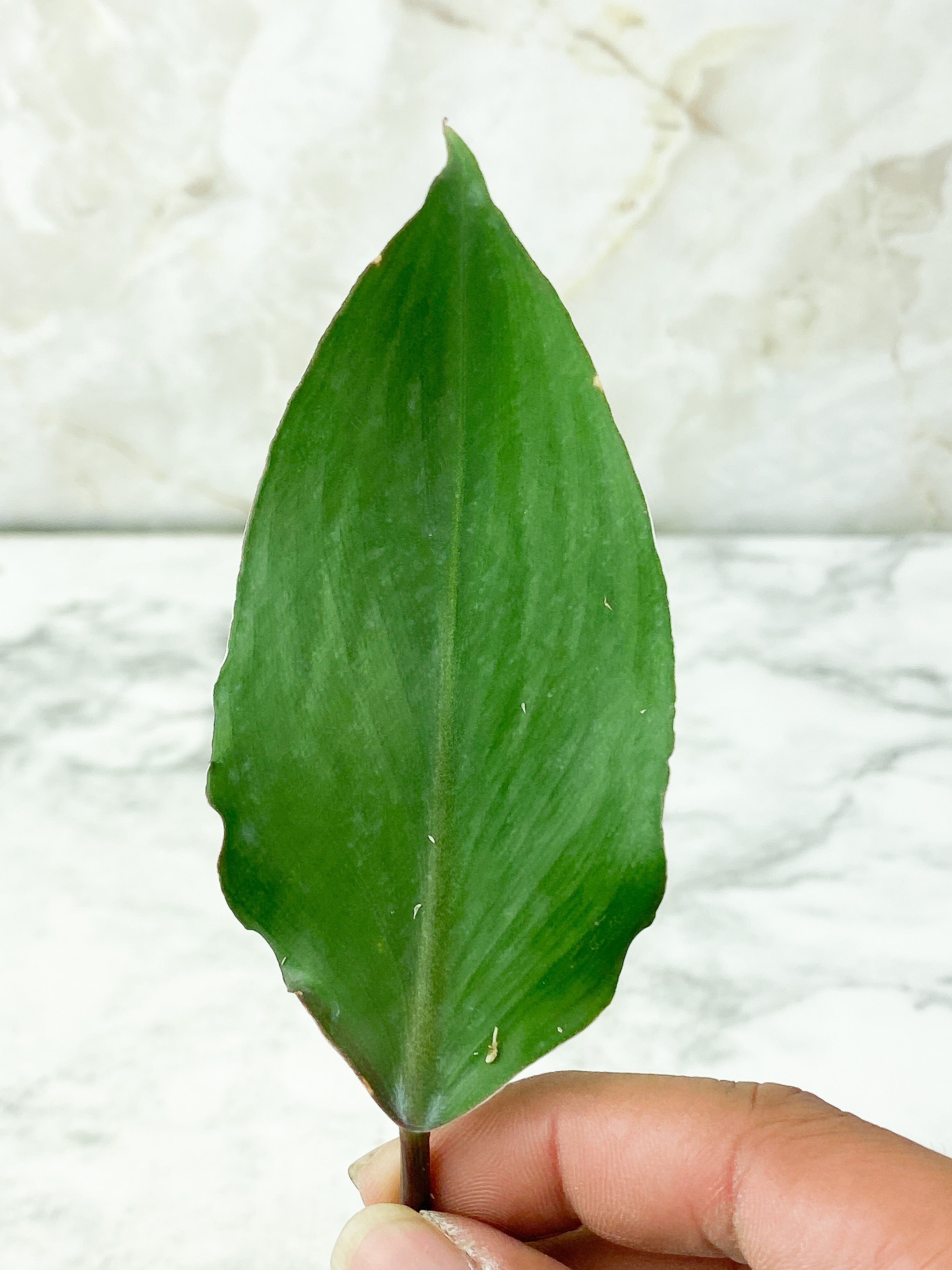 Reserved: Philodendron White Knight Slightly Unrooted Cutting