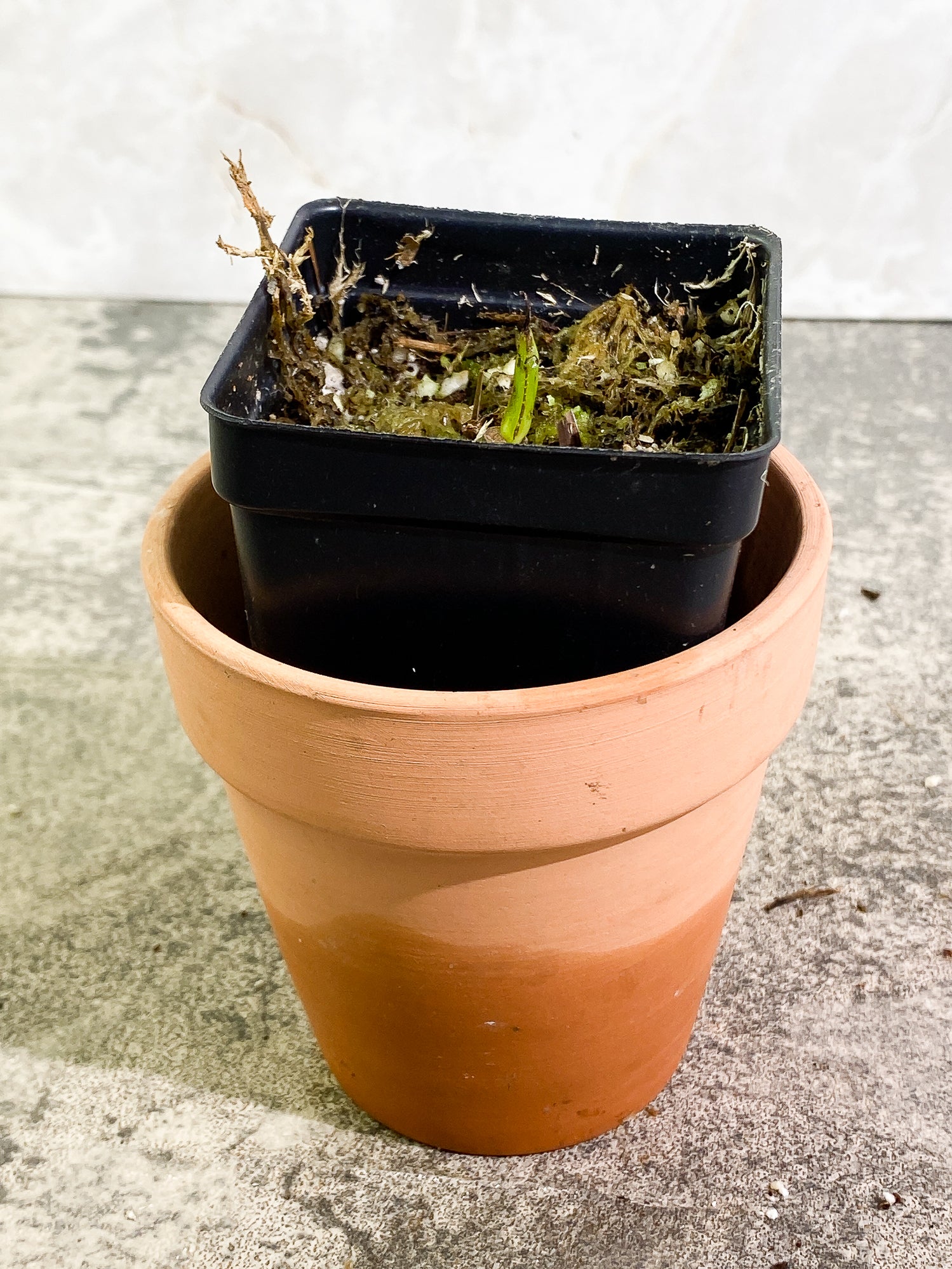Philodendron Tortum rooted sprout