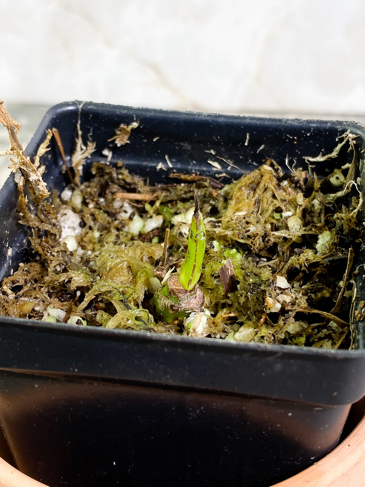 Philodendron Tortum rooted sprout