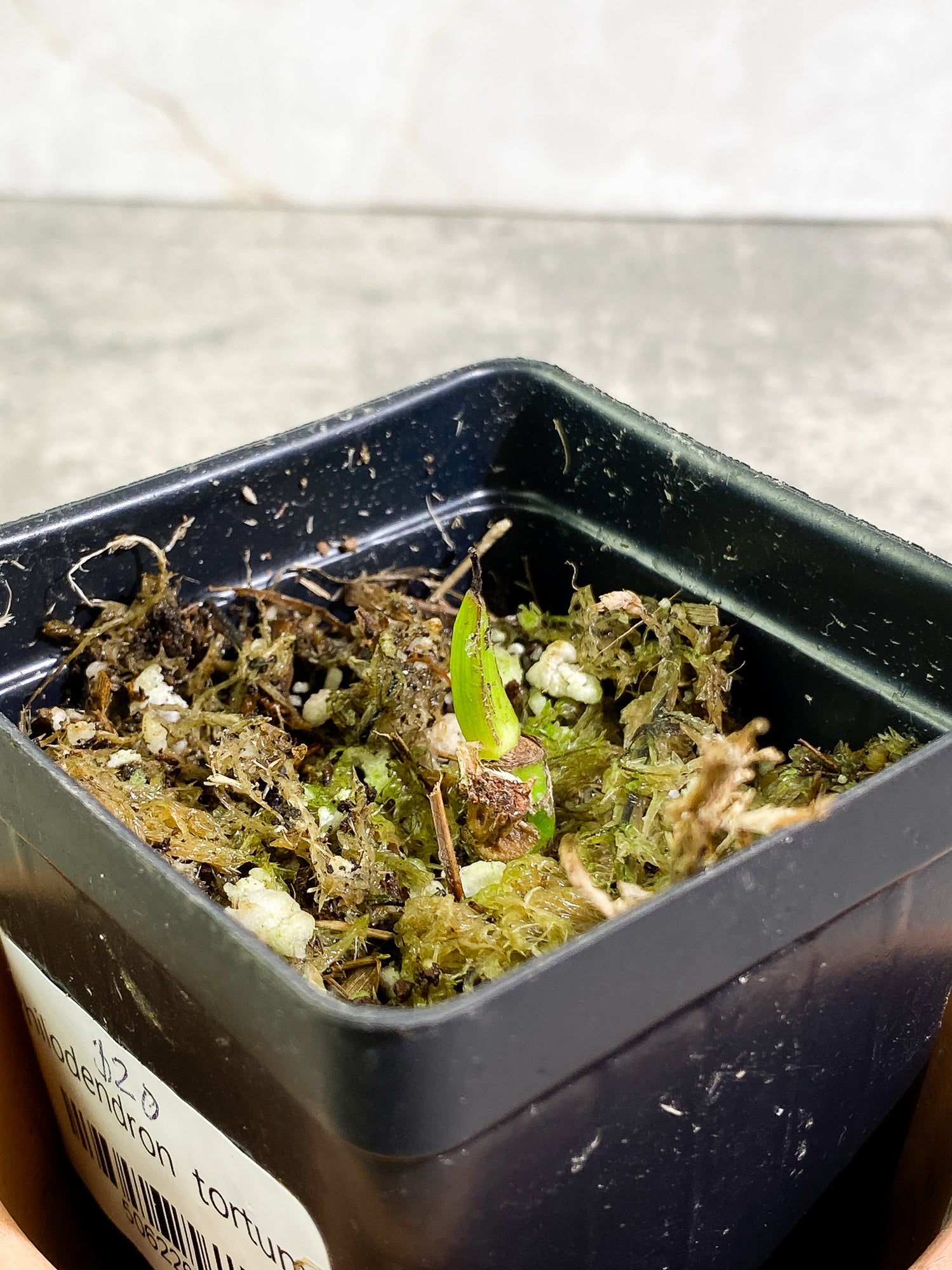 Philodendron Tortum rooted sprout