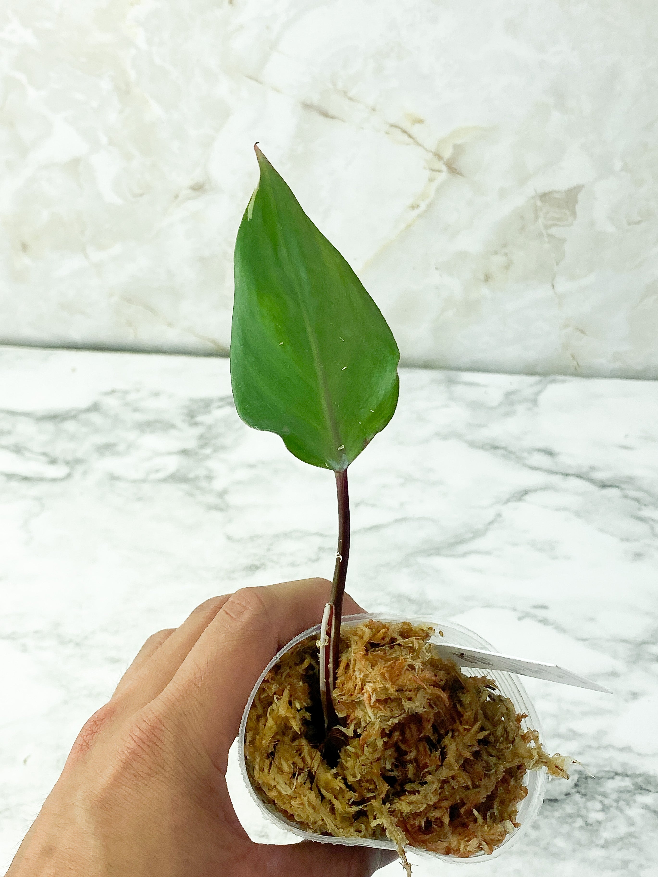Reserved: Philodendron White Knight Slightly Rooted cutting