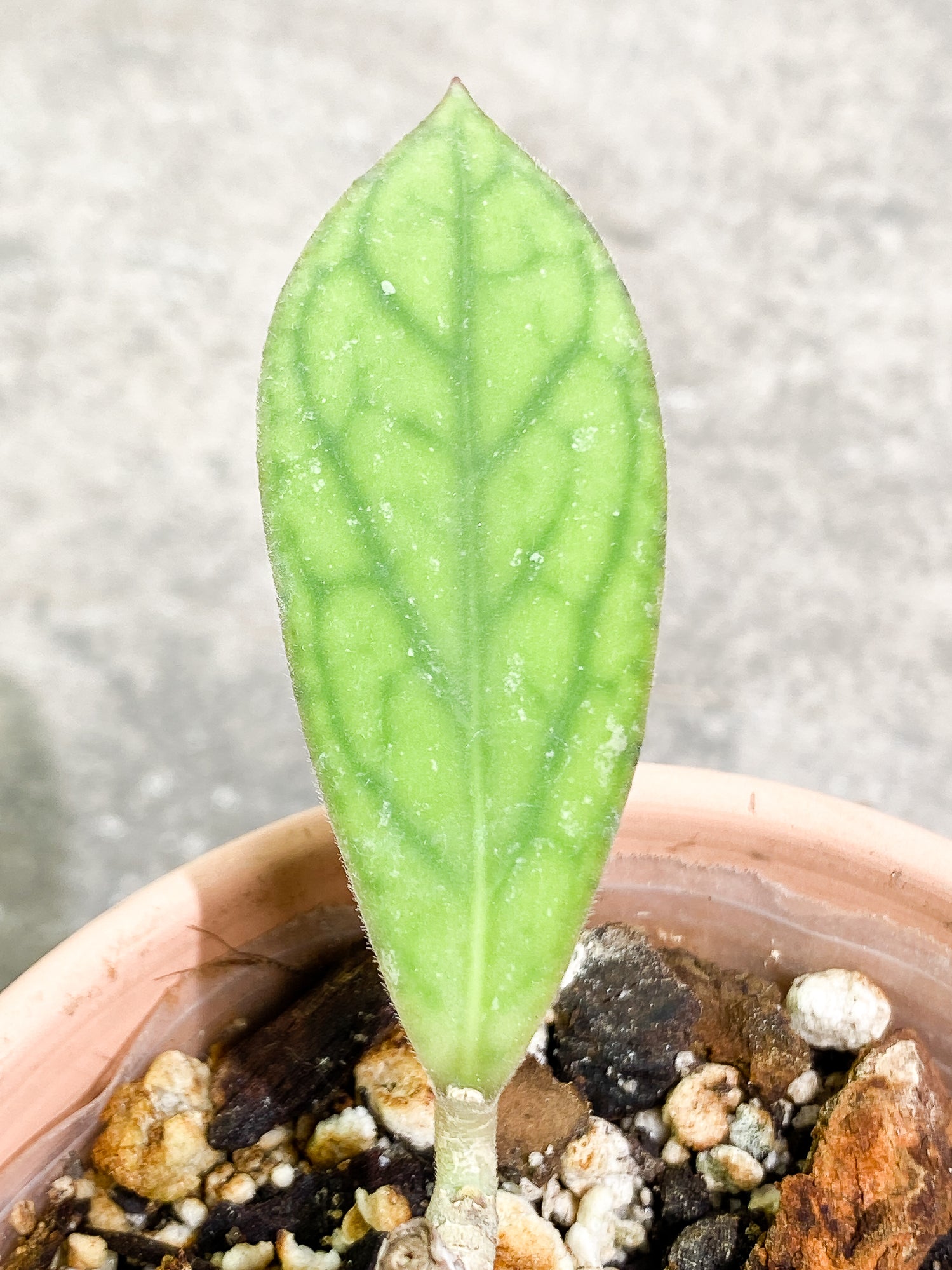 Hoya Tanggamus 1 leaf fully rooted