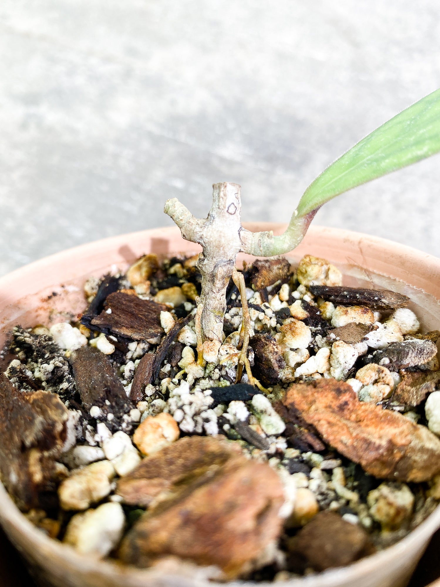 Hoya Tanggamus 1 leaf fully rooted