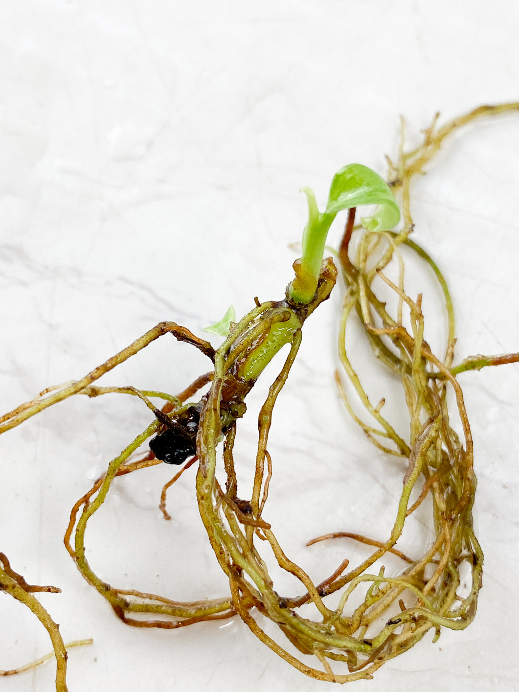 Philodendron Melanochrysum Variegated multiple nodes with sprout