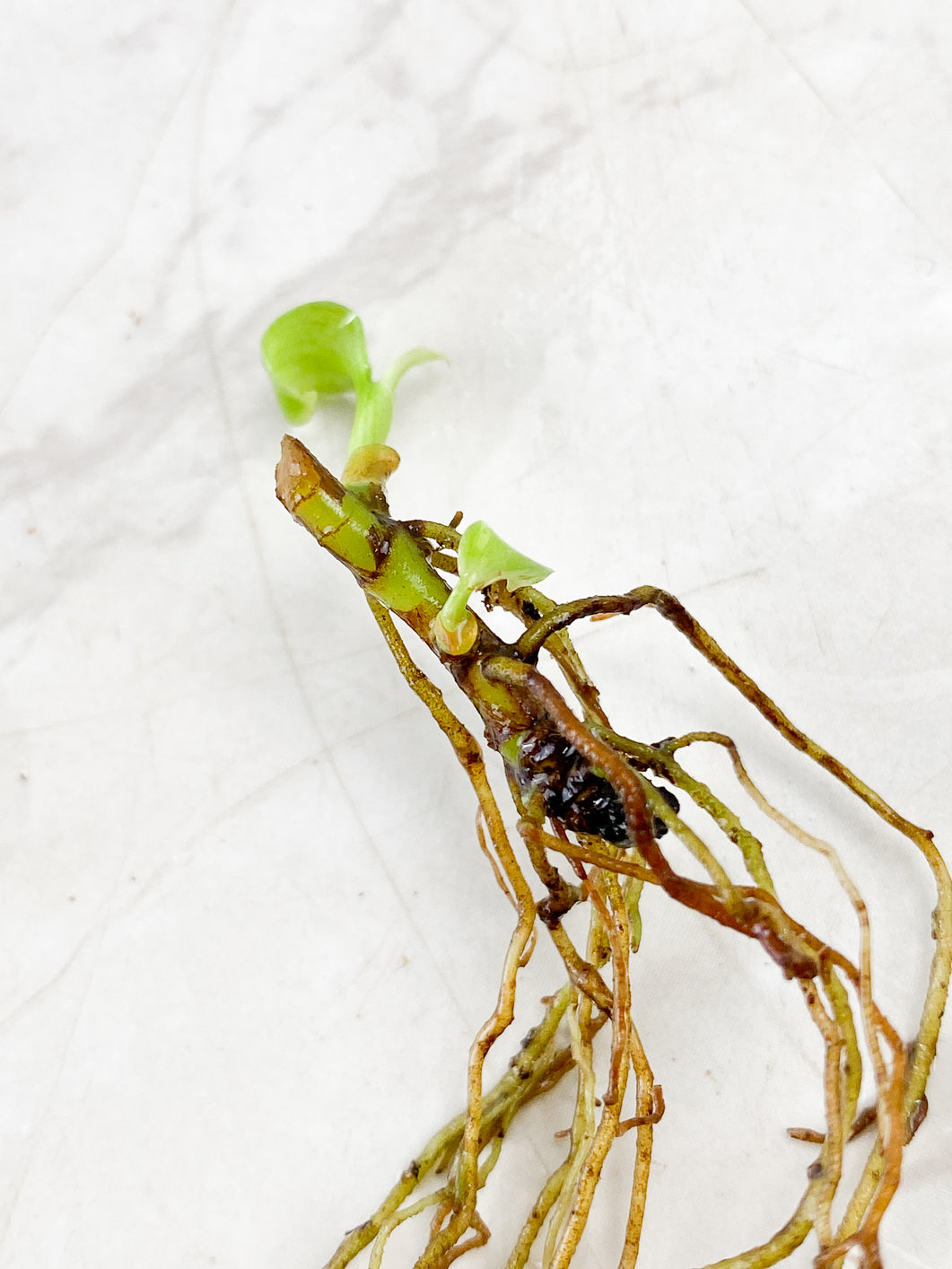 Philodendron Melanochrysum Variegated multiple nodes with sprout