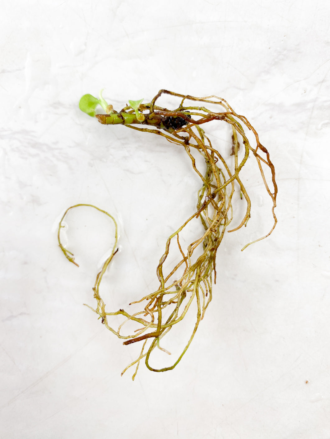 Philodendron Melanochrysum Variegated multiple nodes with sprout