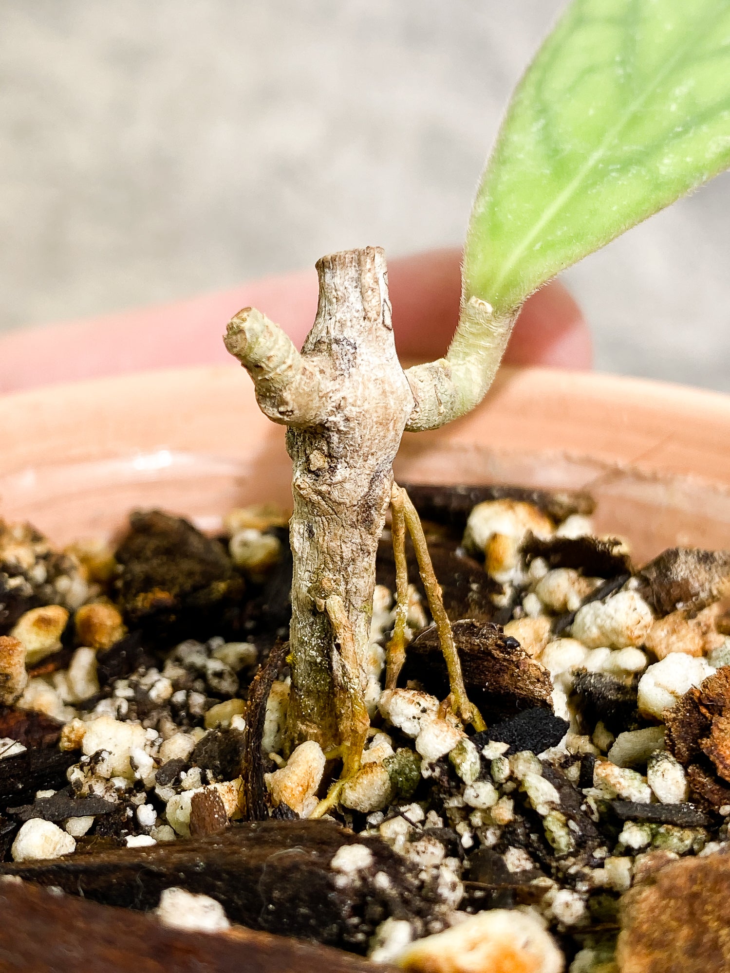 Hoya Tanggamus 1 leaf fully rooted