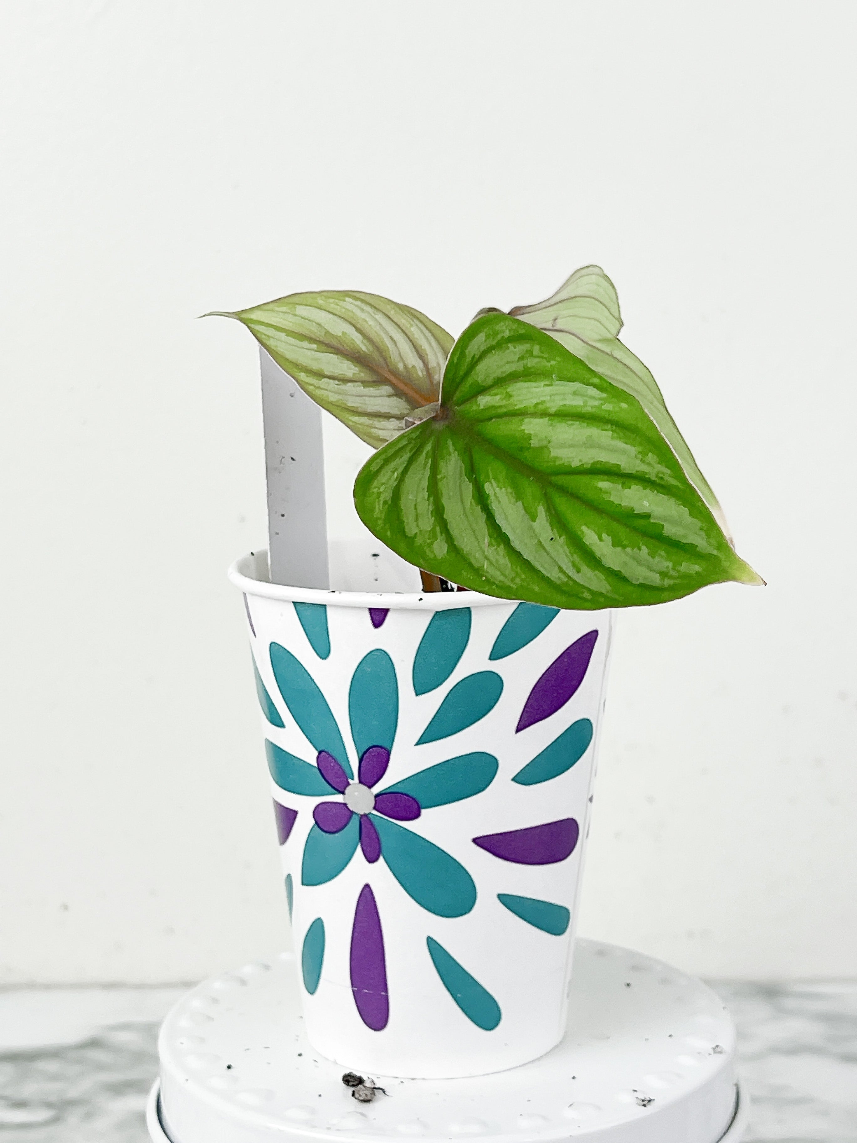 Philodendron Mamei Silver Cloud Slightly Rooted 3 leaves