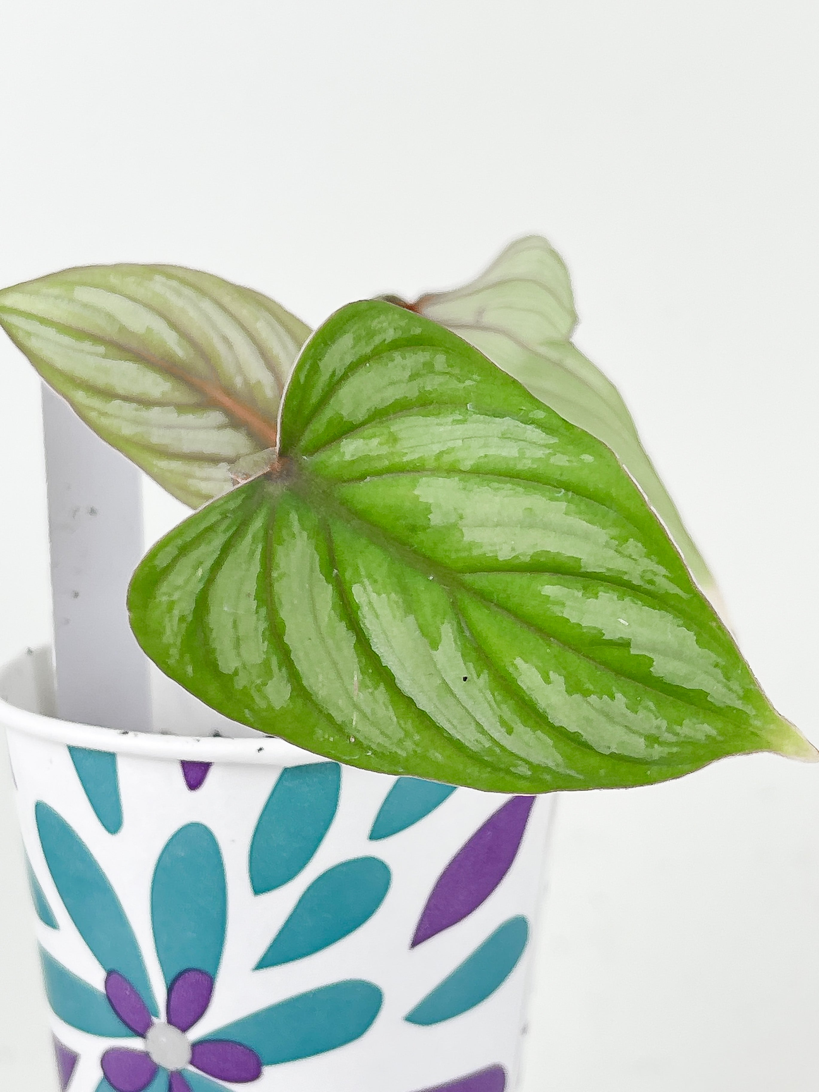 Philodendron Mamei Silver Cloud Slightly Rooted 3 leaves