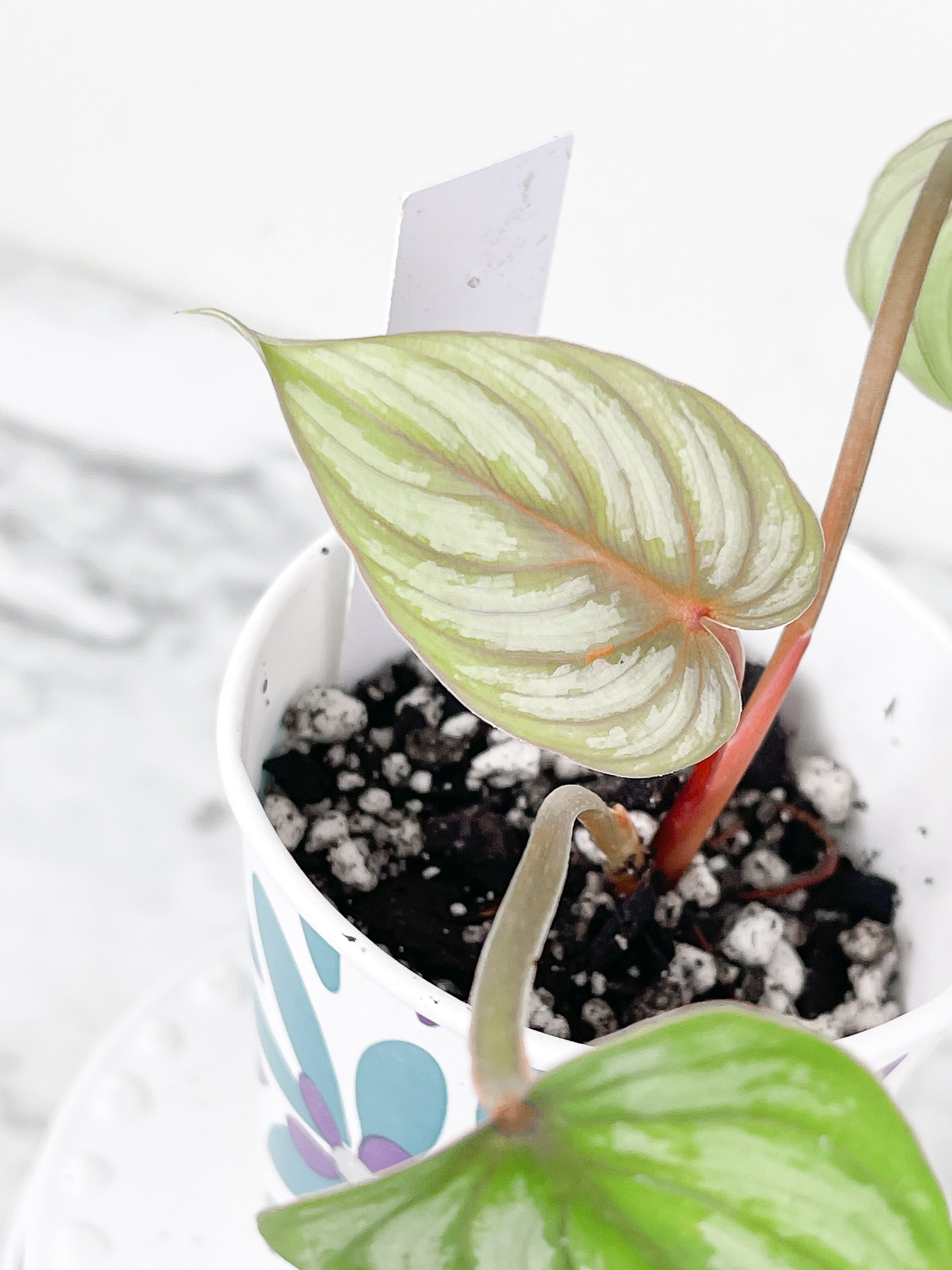 Philodendron Mamei Silver Cloud Slightly Rooted 3 leaves
