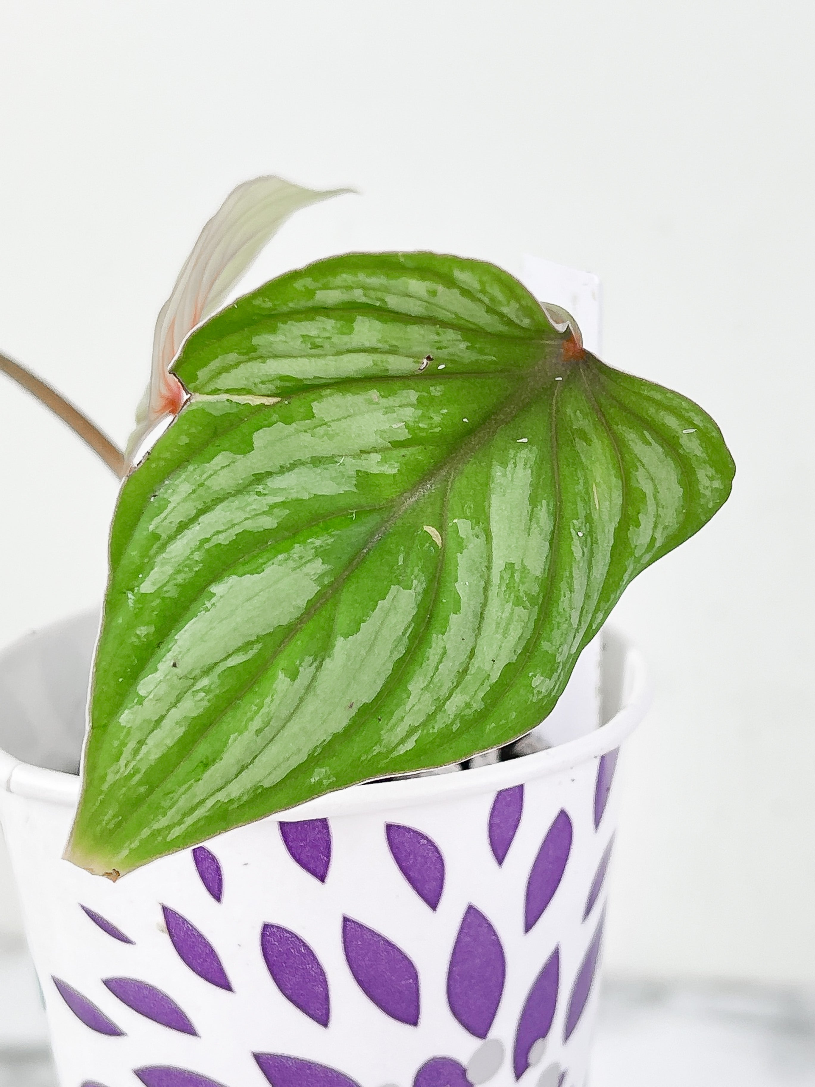Philodendron Mamei Silver Cloud Slightly Rooted 3 leaves