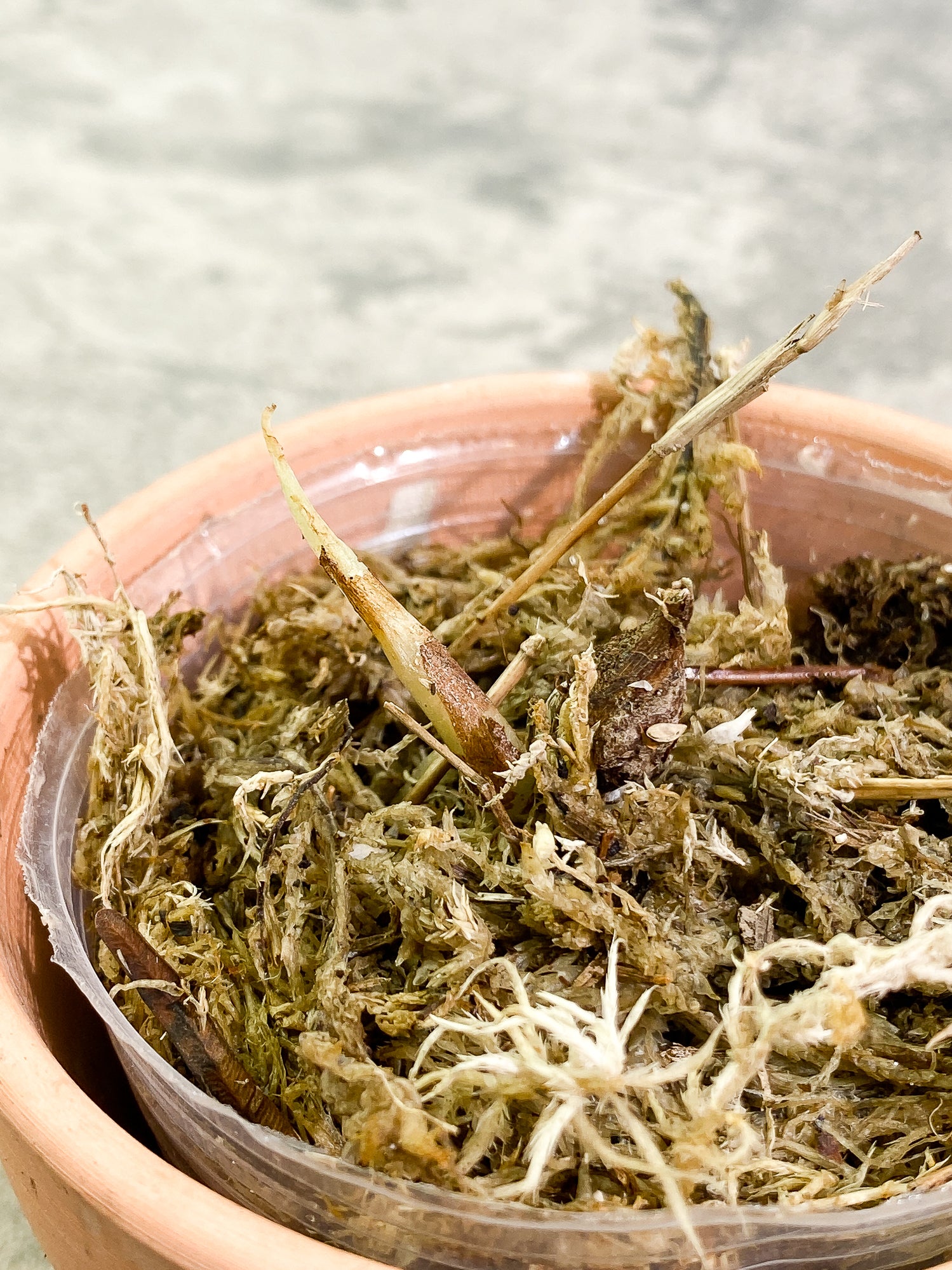 Free Addon FOR ORDER OVER $150 Alocasia Dragon Scale corm free gift