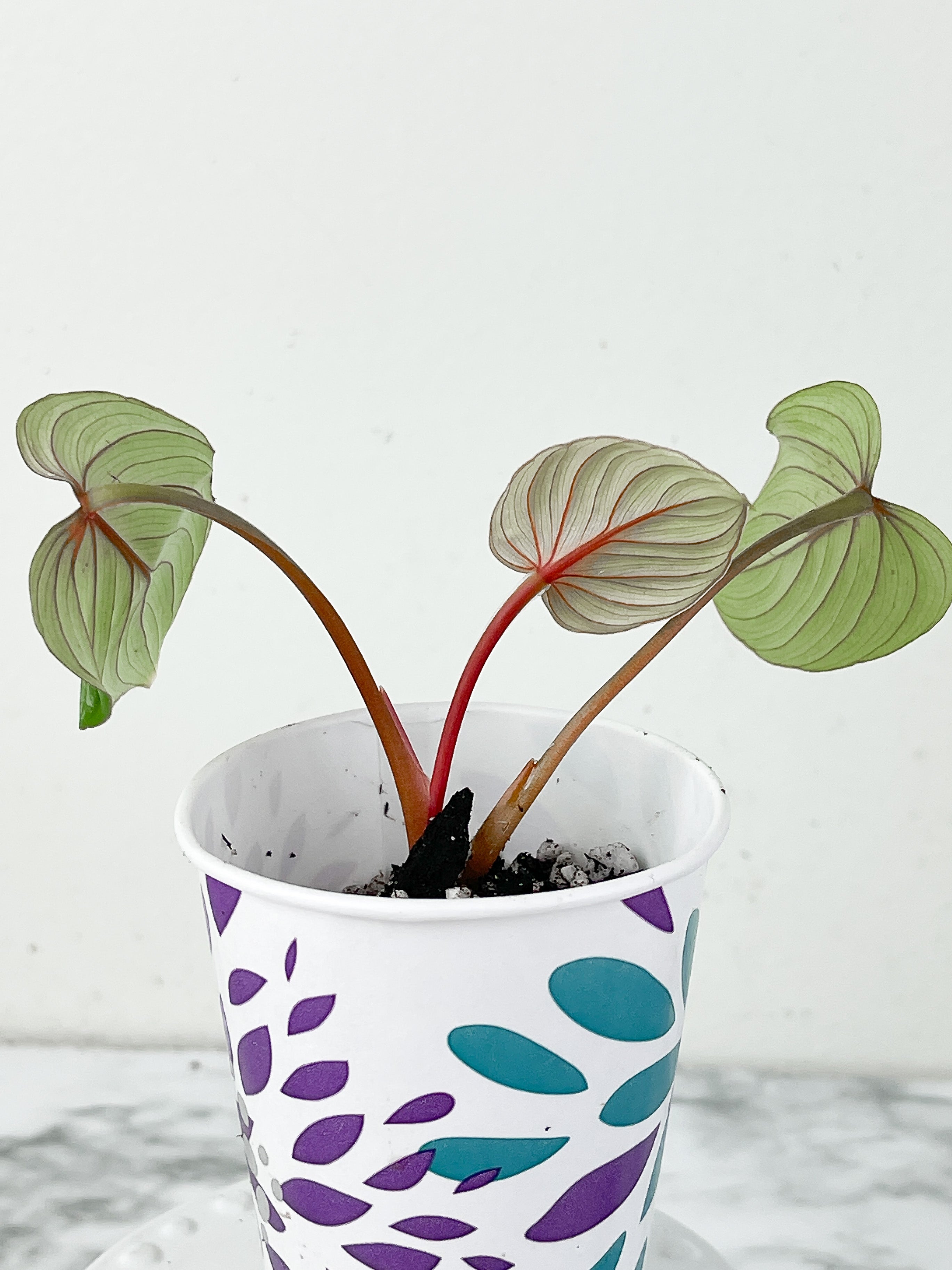 Philodendron Mamei Silver Cloud Slightly Rooted 3 leaves