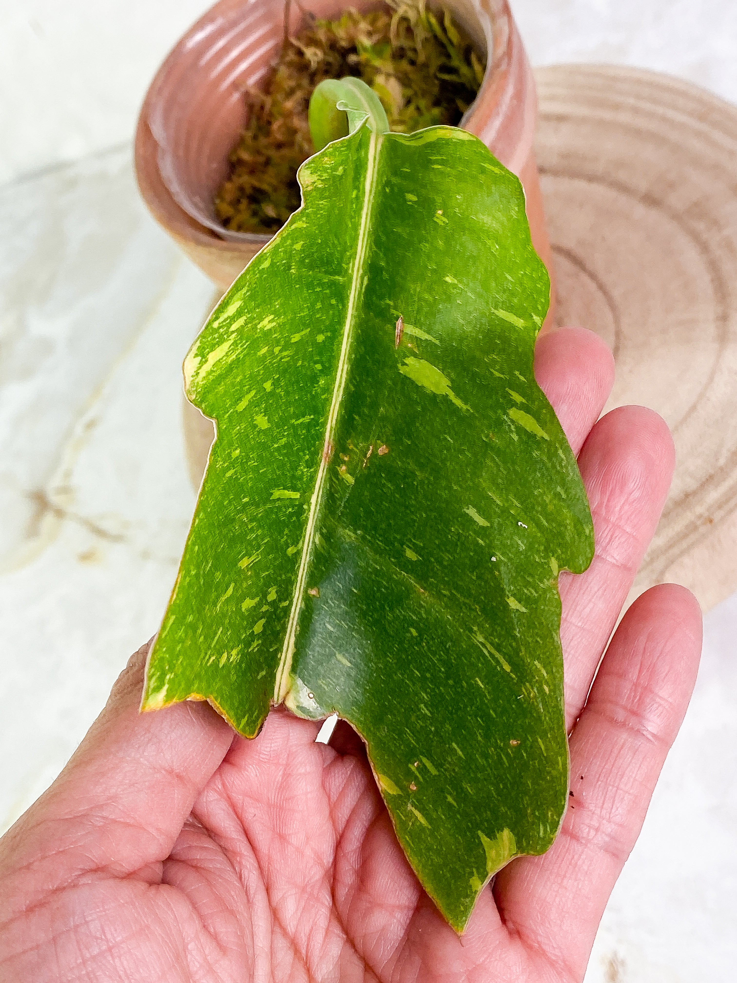 Philodendron Ring of Fire Slightly Rooted cutting