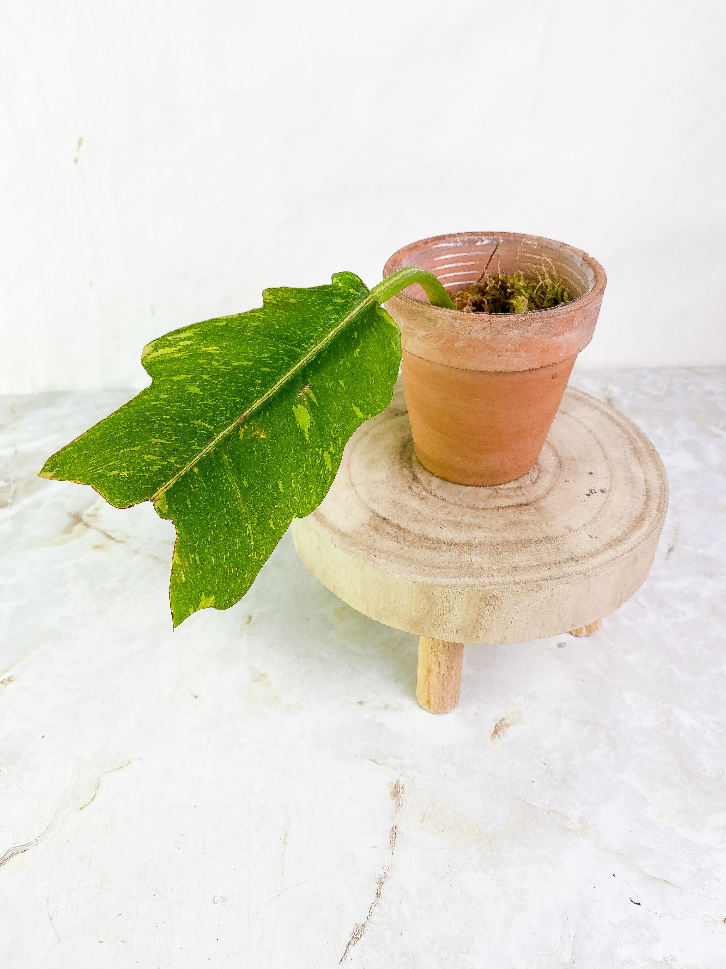 Philodendron Ring of Fire Slightly Rooted cutting