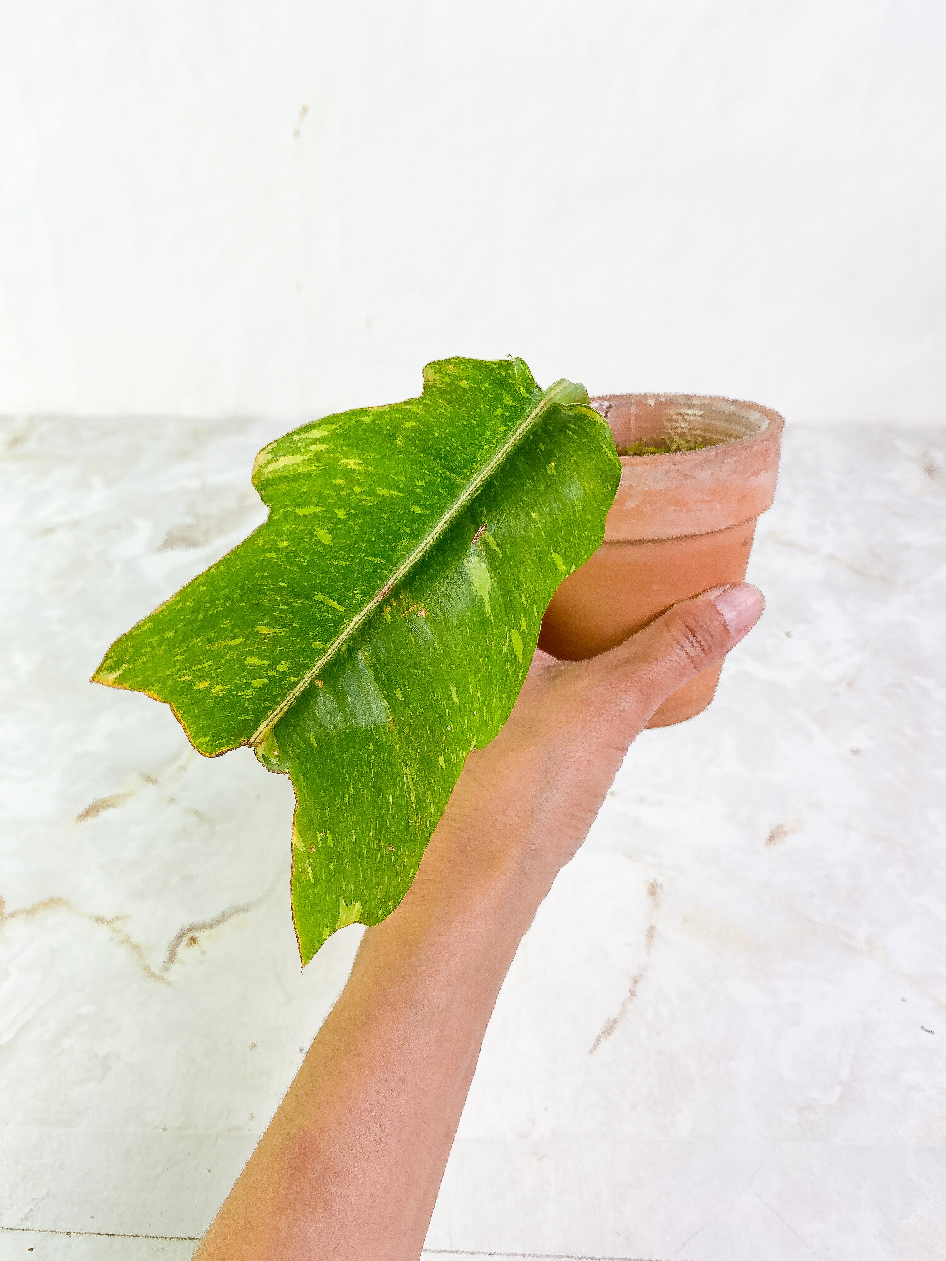 Philodendron Ring of Fire Slightly Rooted cutting