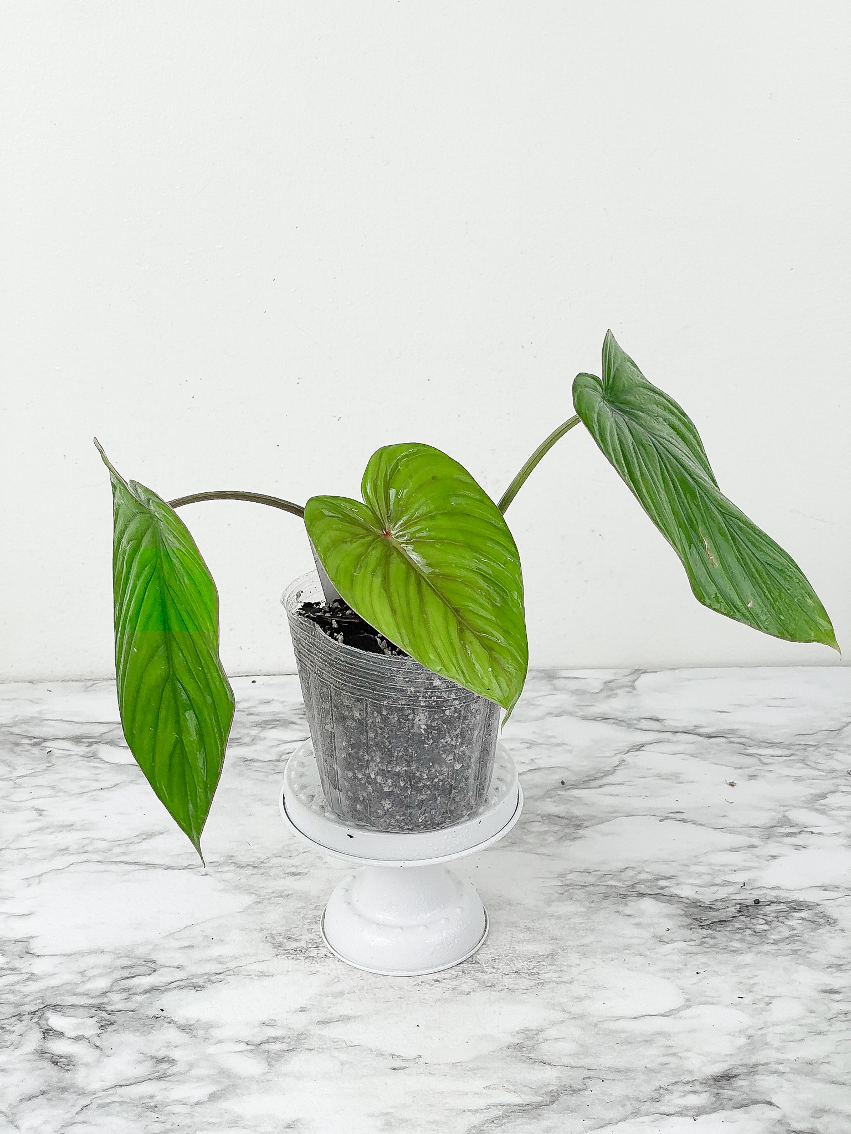 Philodendron plowmanii slightly rooted cutting 3 leaves