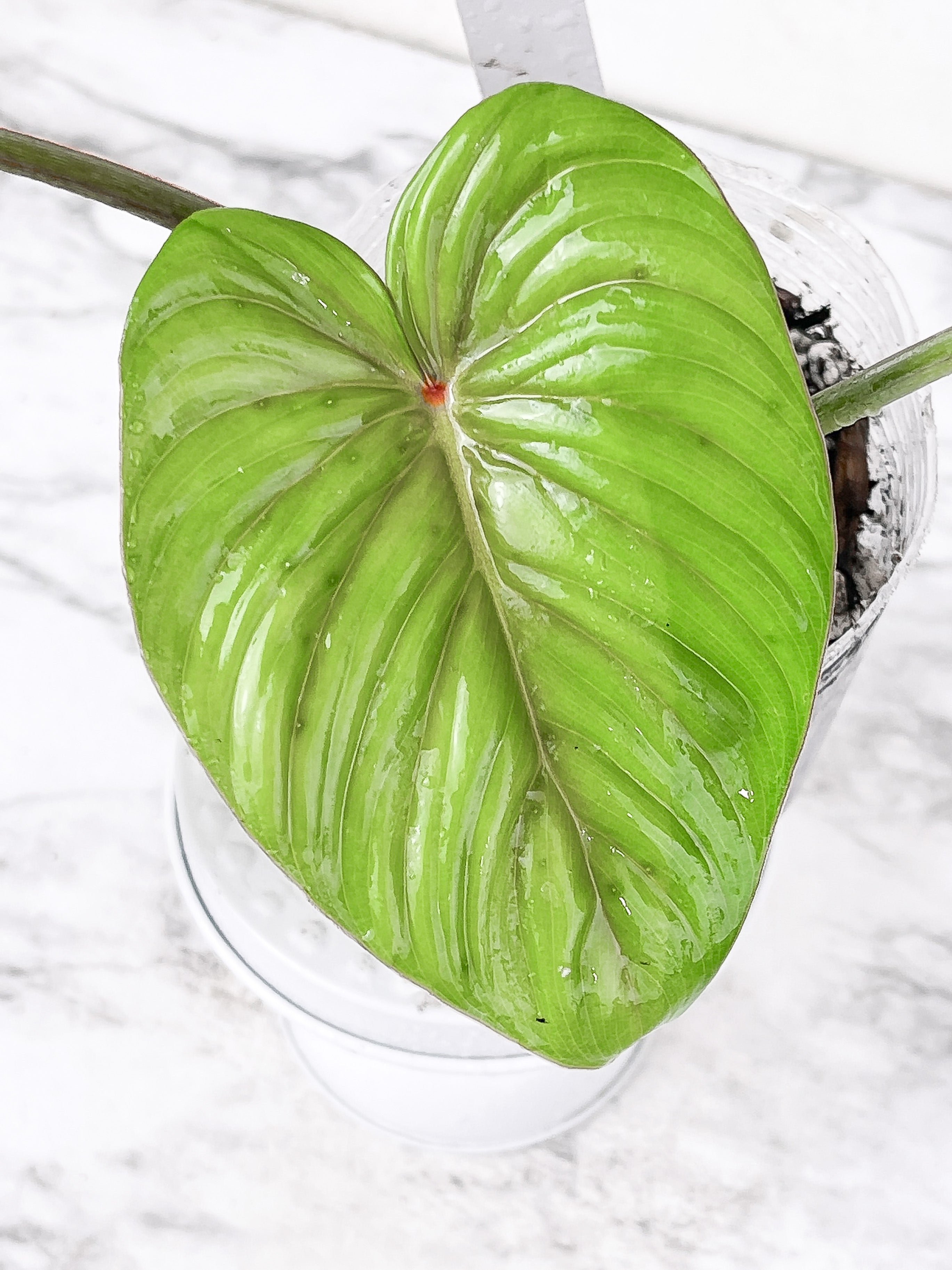 Philodendron plowmanii slightly rooted cutting 3 leaves