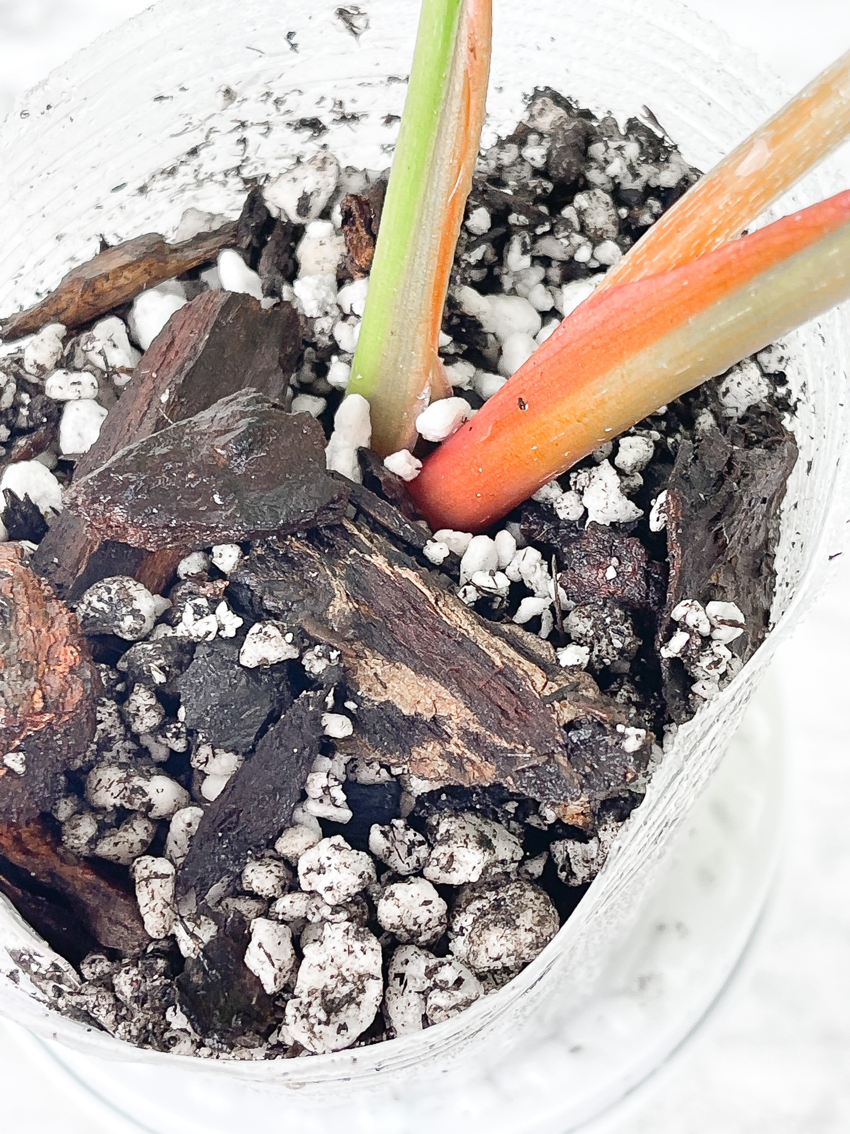 Philodendron plowmanii slightly rooted cutting 3 leaves