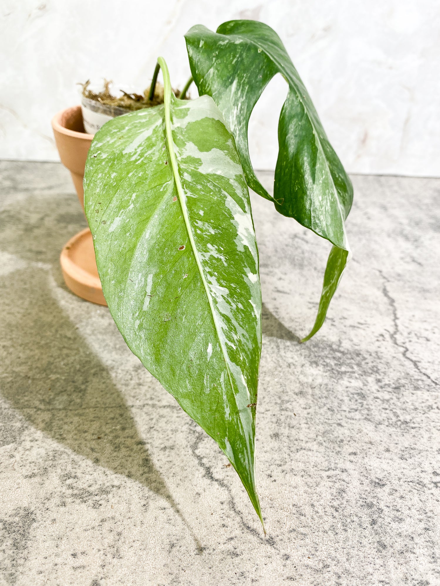 Epipremnum Pinnatum Variegated Rooted 2 leaves
