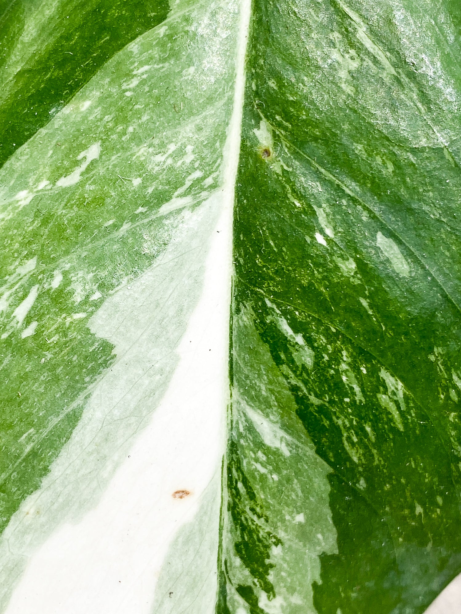 Epipremnum Pinnatum Variegated Rooted 2 leaves
