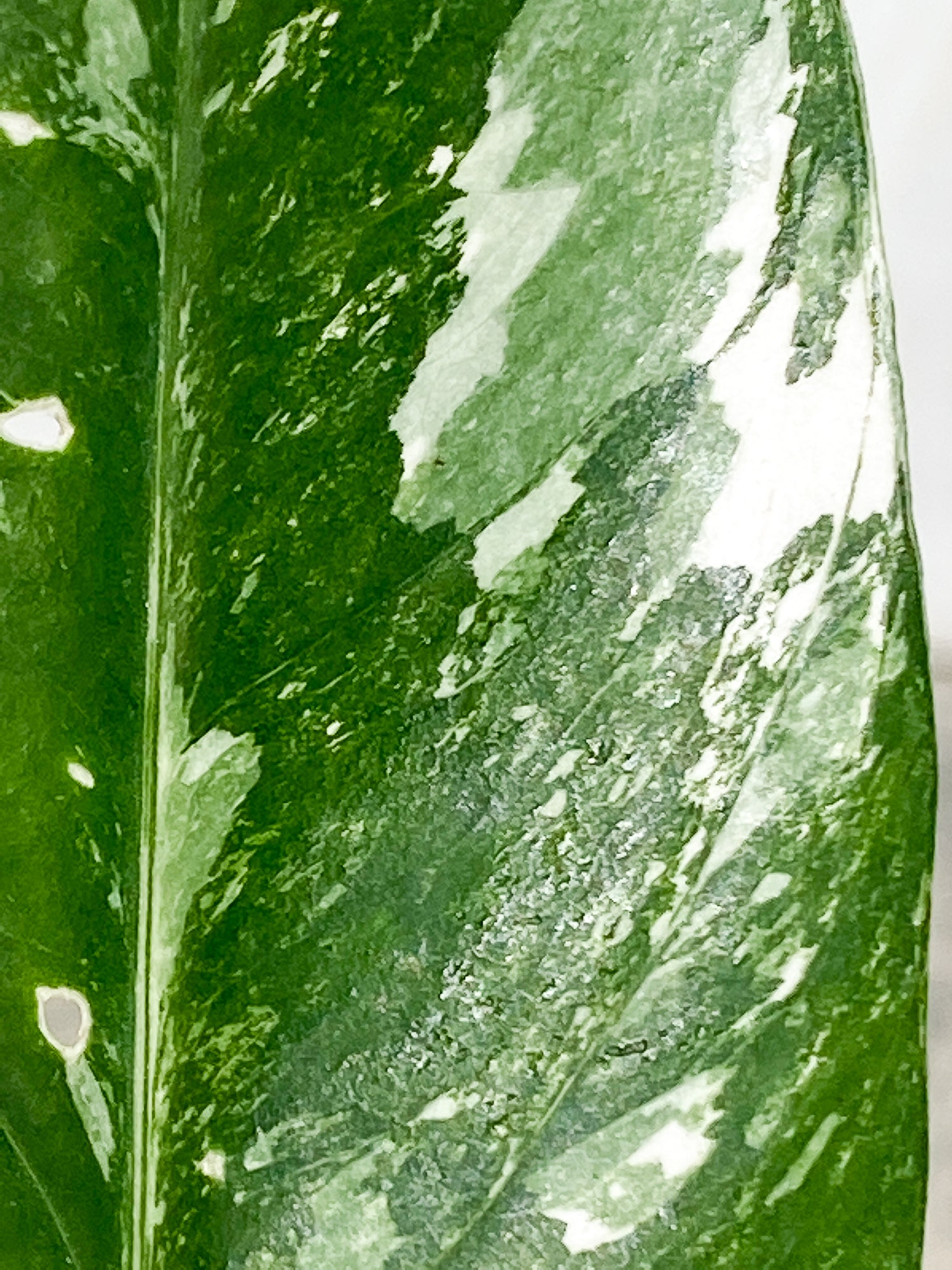 Epipremnum Pinnatum Variegated Rooted 2 leaves