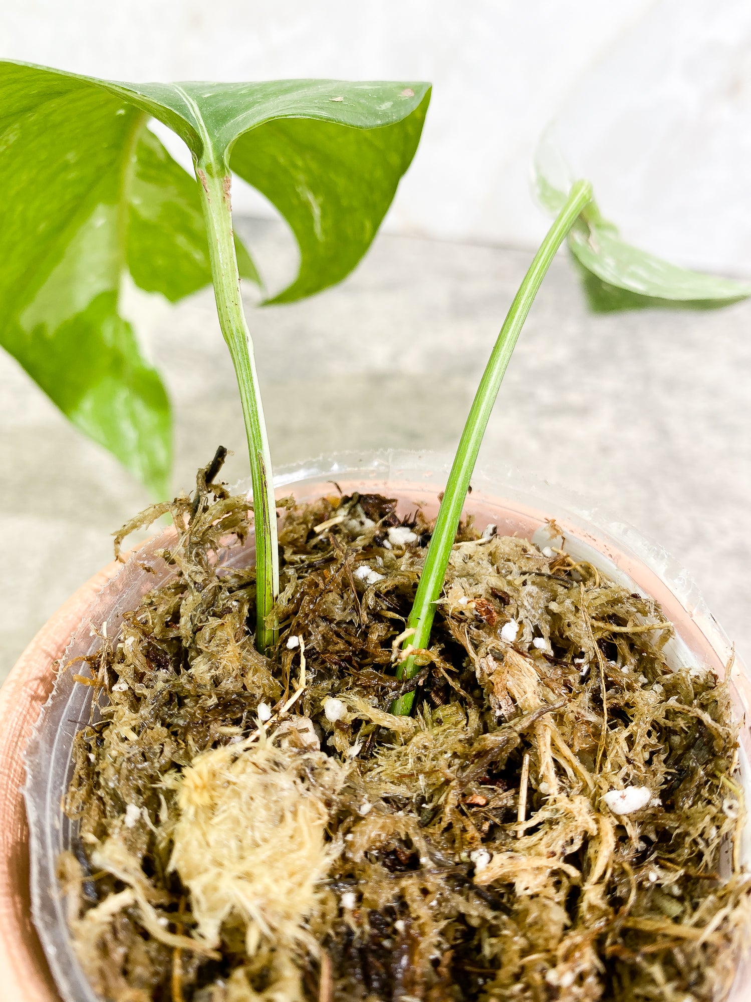 Epipremnum Pinnatum Variegated Rooted 2 leaves