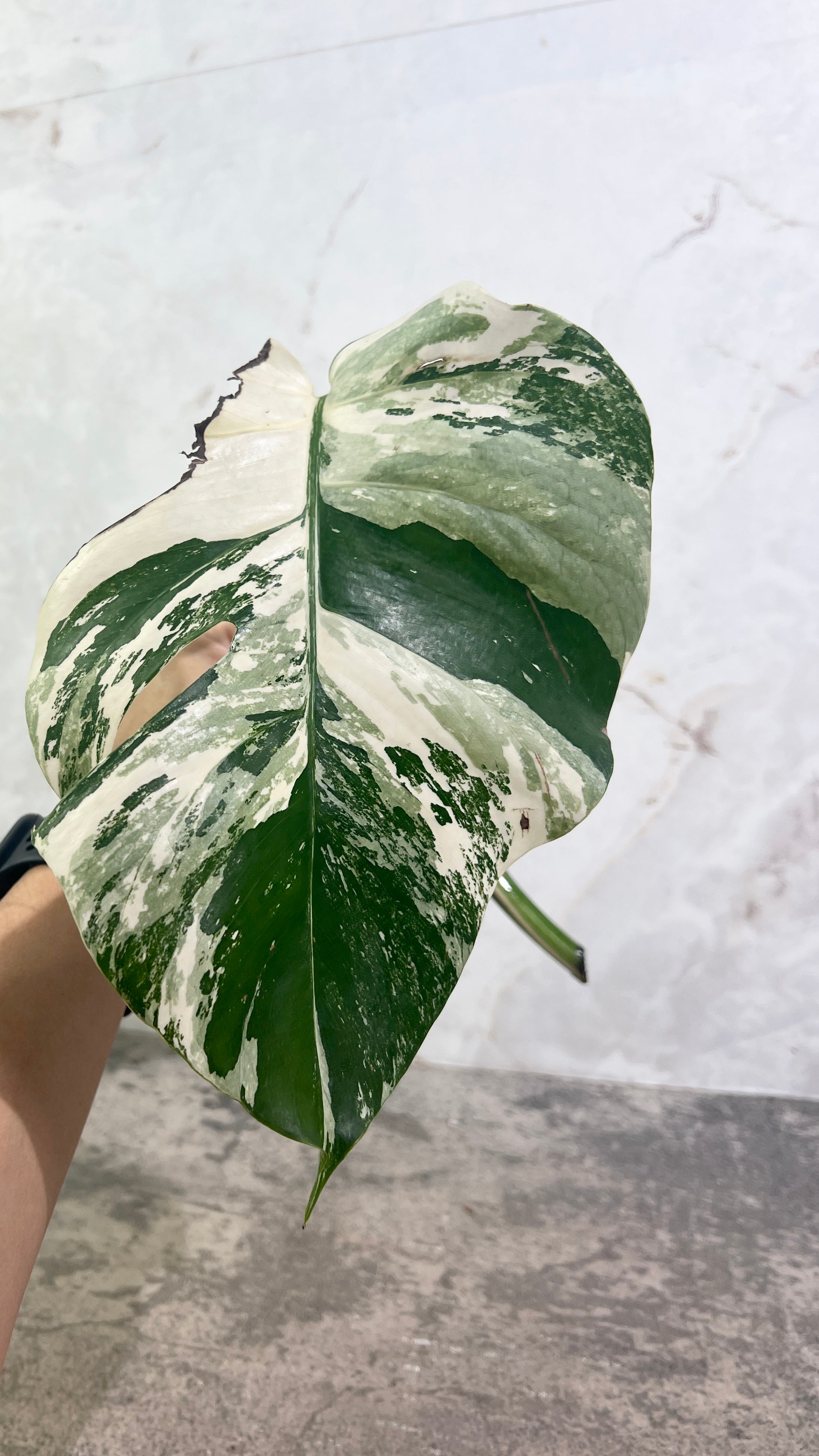 Monstera albo variegated