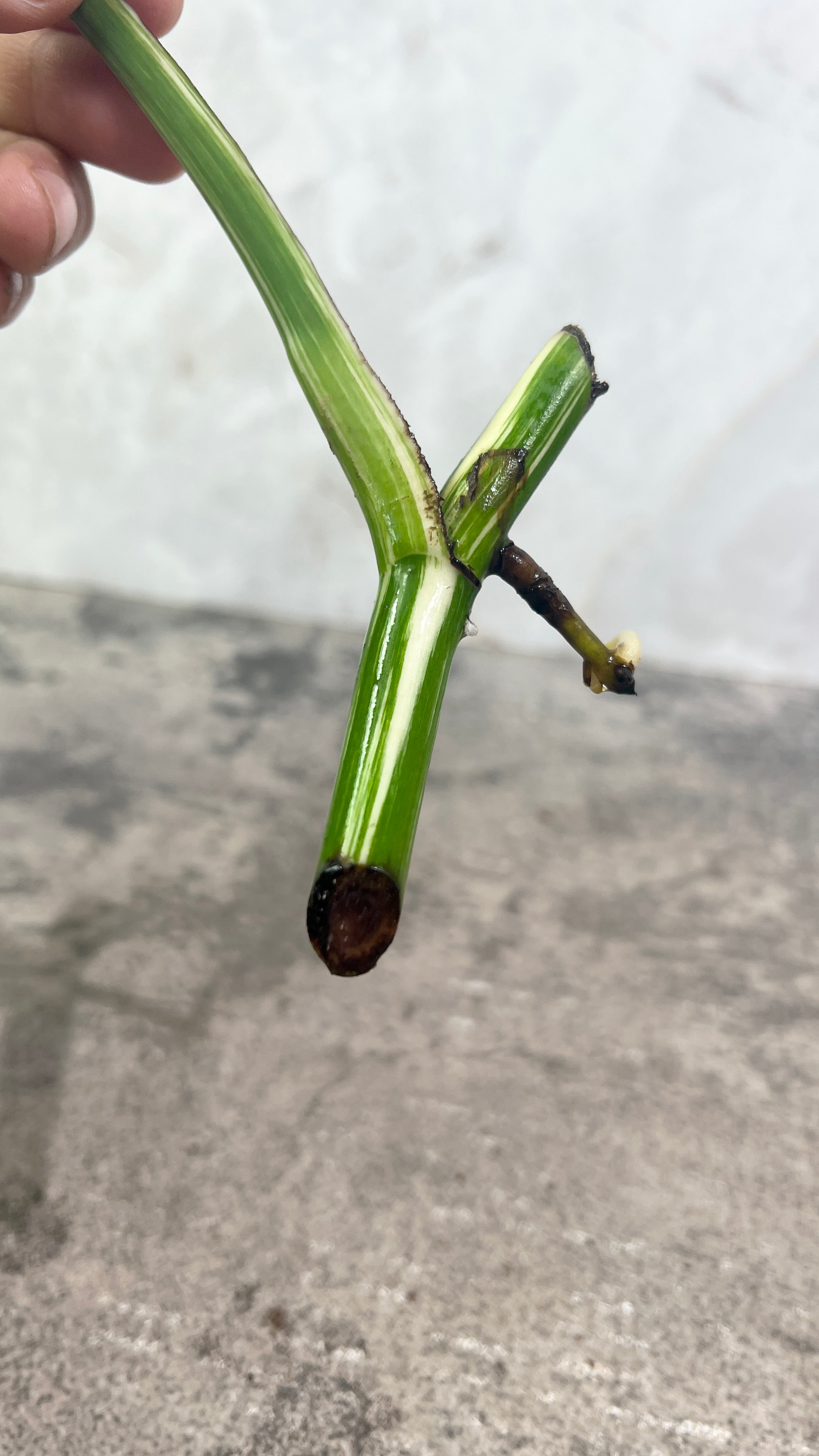 Monstera albo variegated
