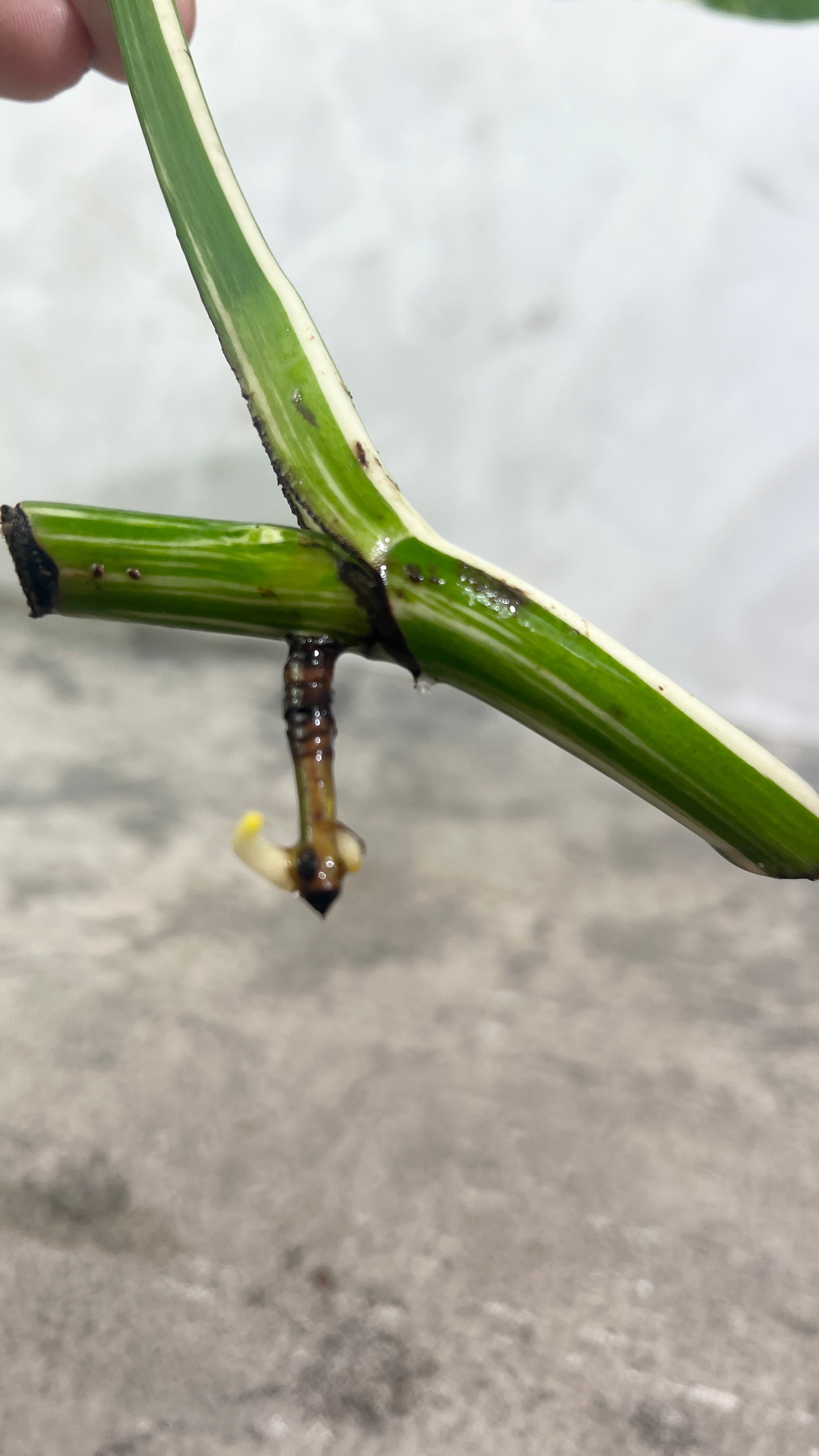 Monstera albo variegated