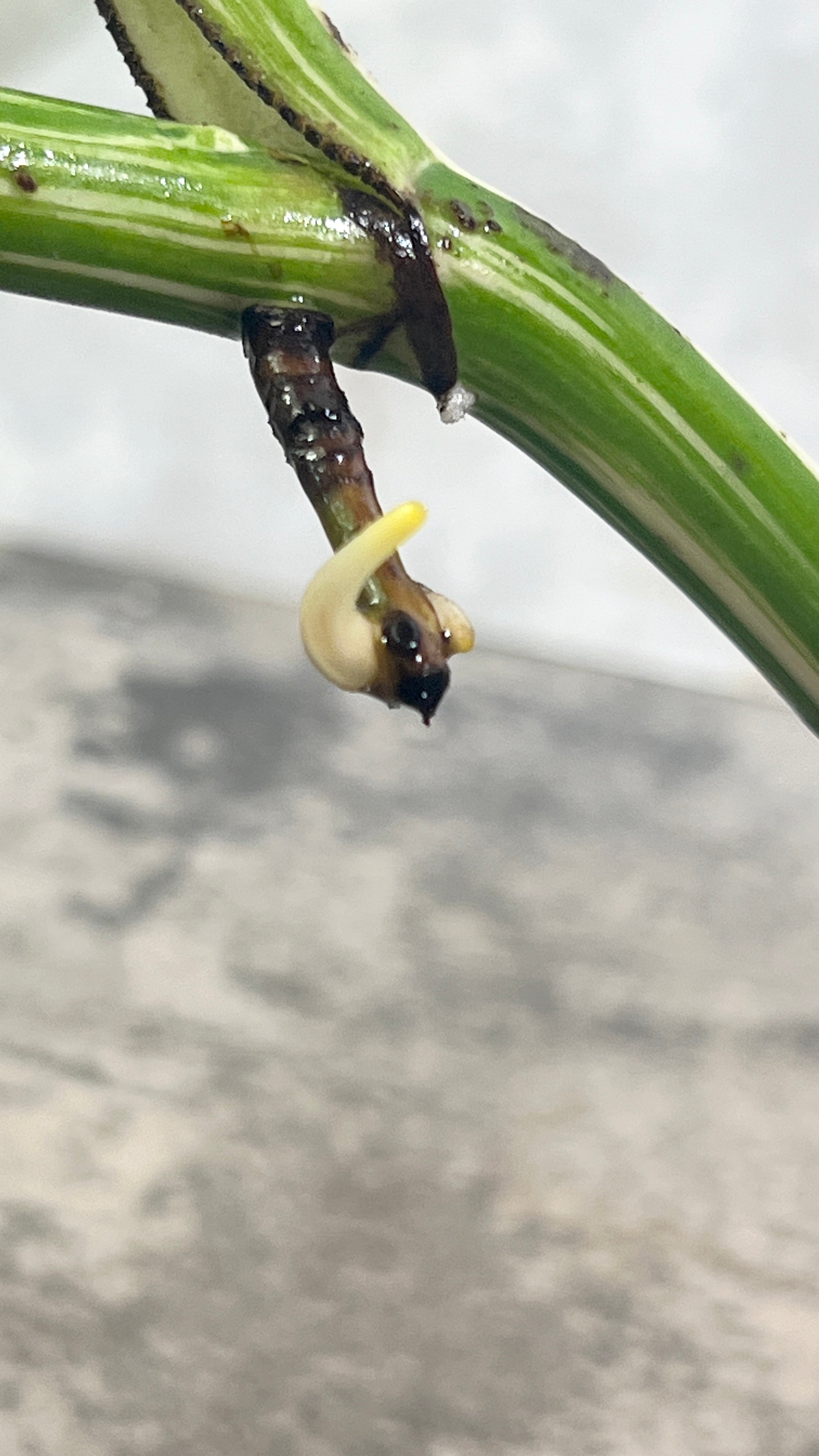 Monstera albo variegated