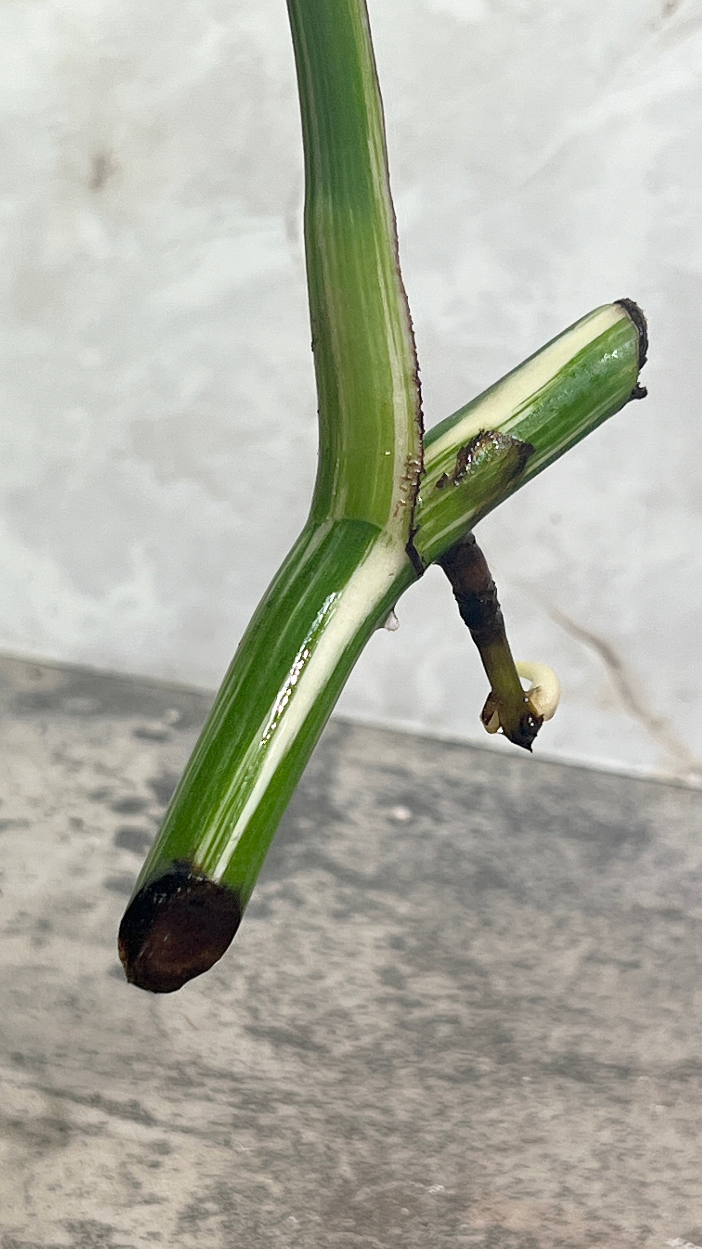 Monstera albo variegated
