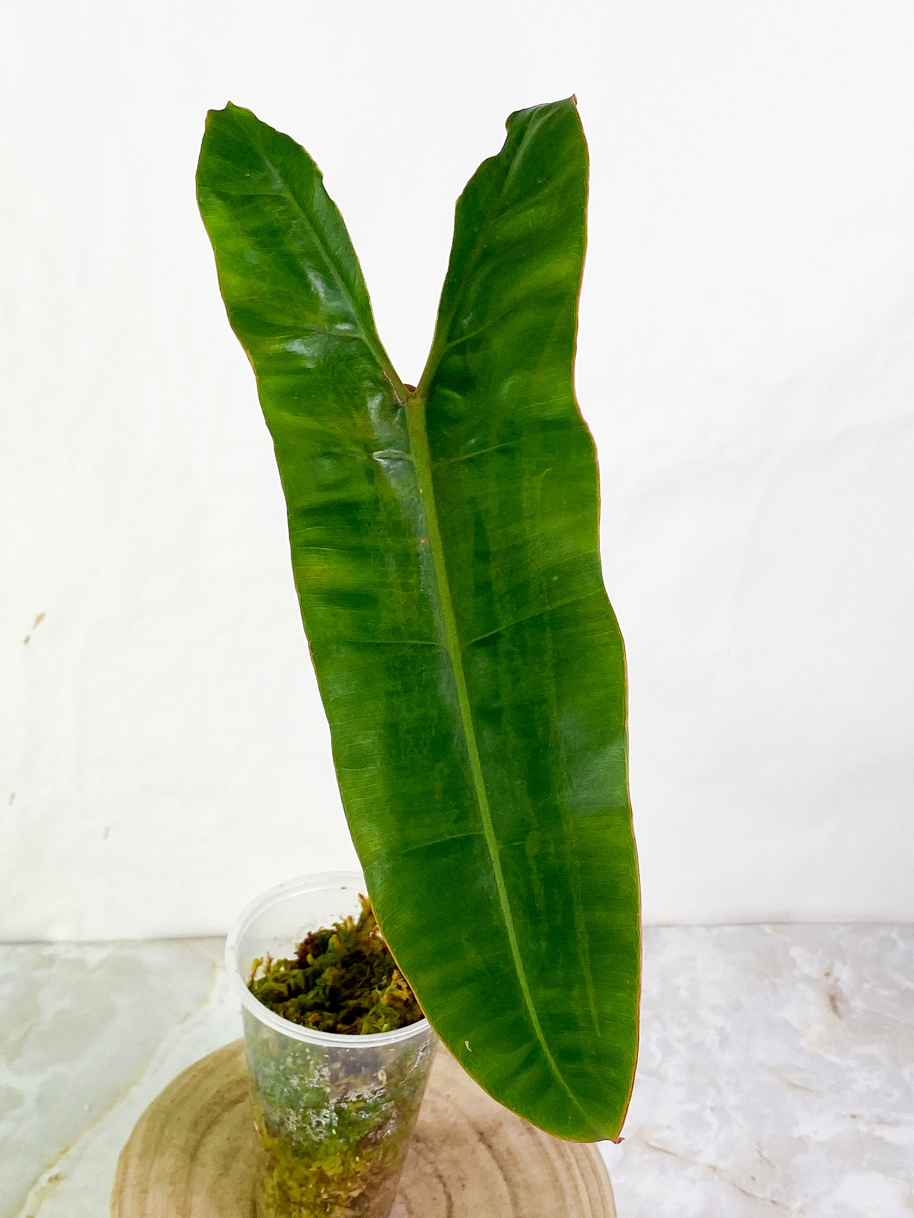 Philodendron Billietae 1 big leaf Rooted