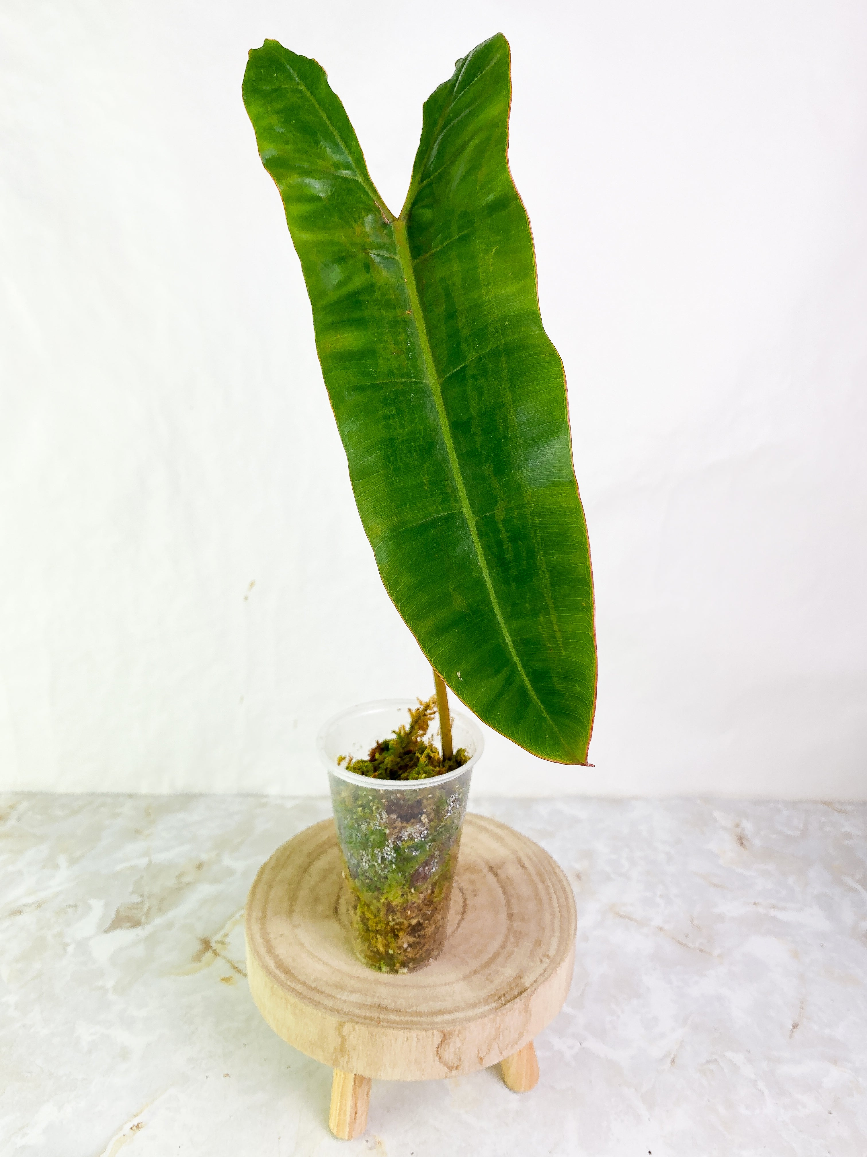 Philodendron Billietae 1 big leaf Rooted